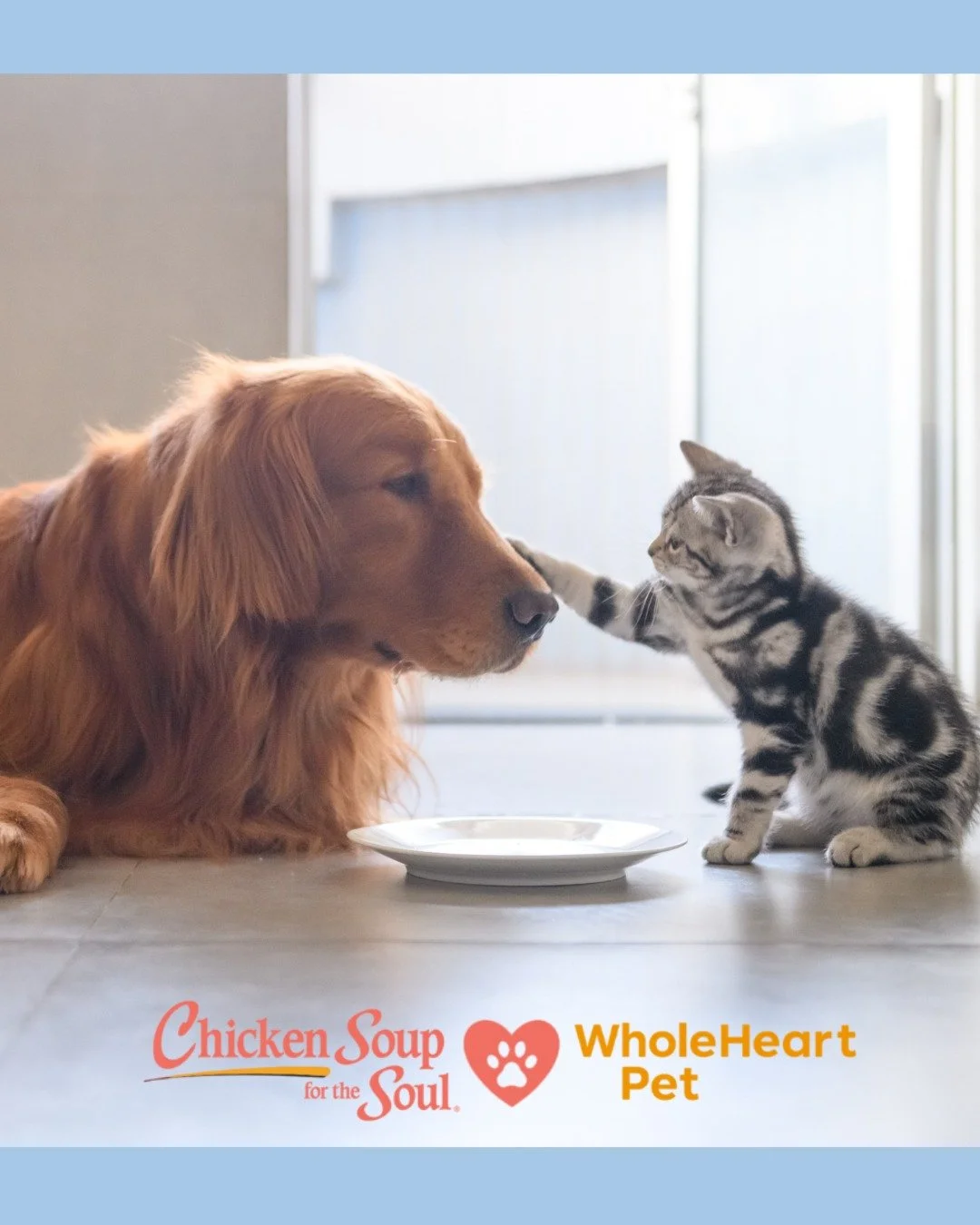 &quot;We are about to bring a new kitten into our home. How should I go about introducing him to my other pets?&quot;

Our vets are on standby to answer any questions you may have - expert support is always within reach.

#wholeheartpet #telehealthfo