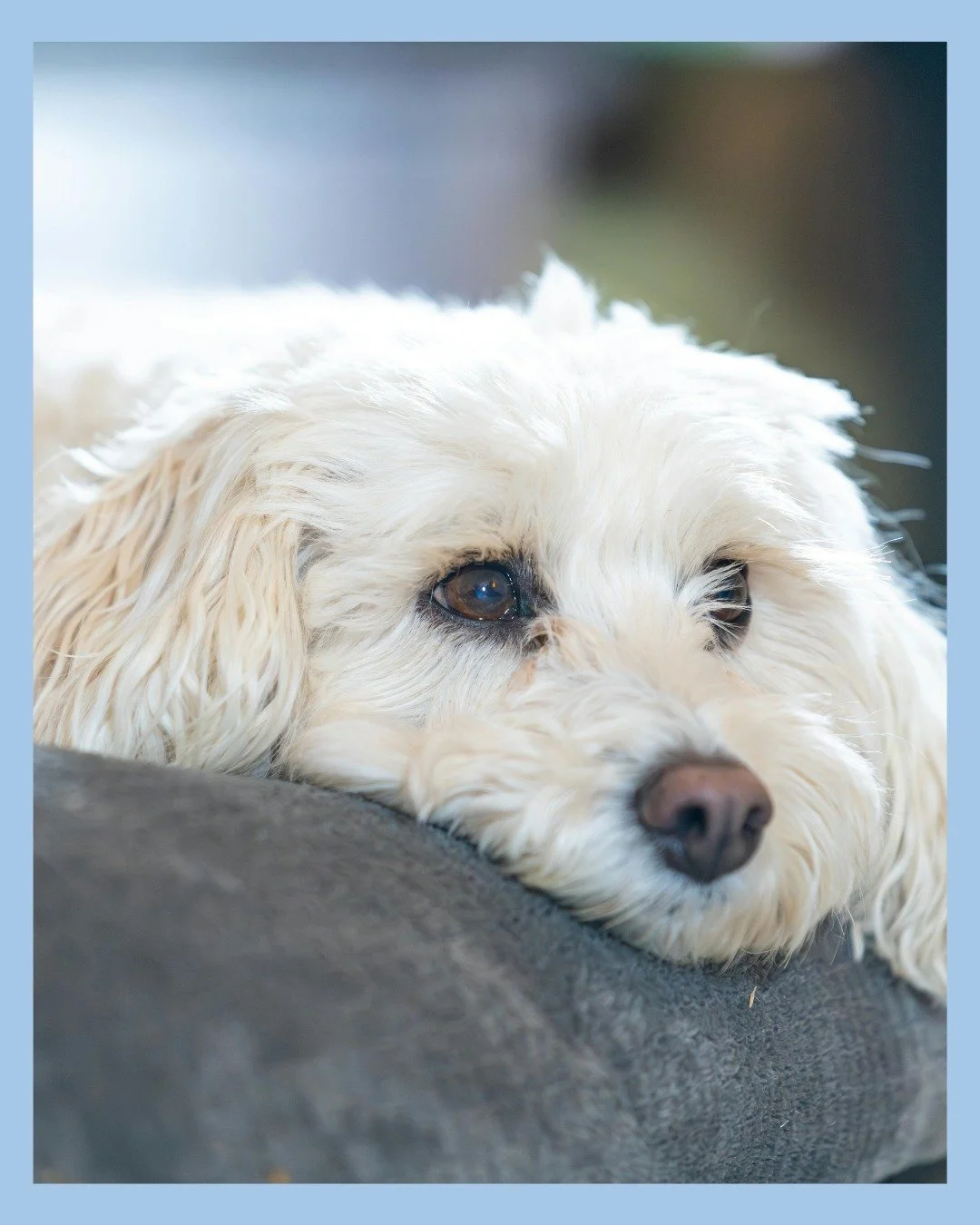 Is your pet feeling &ldquo;off&rdquo; lately? 
Sometimes small changes &mdash; like sleeping more, eating less, itching, or acting anxious &mdash; can be early signs your pet needs attention.

With WholeHeart Pet Virtual Vet, you can talk to a licens
