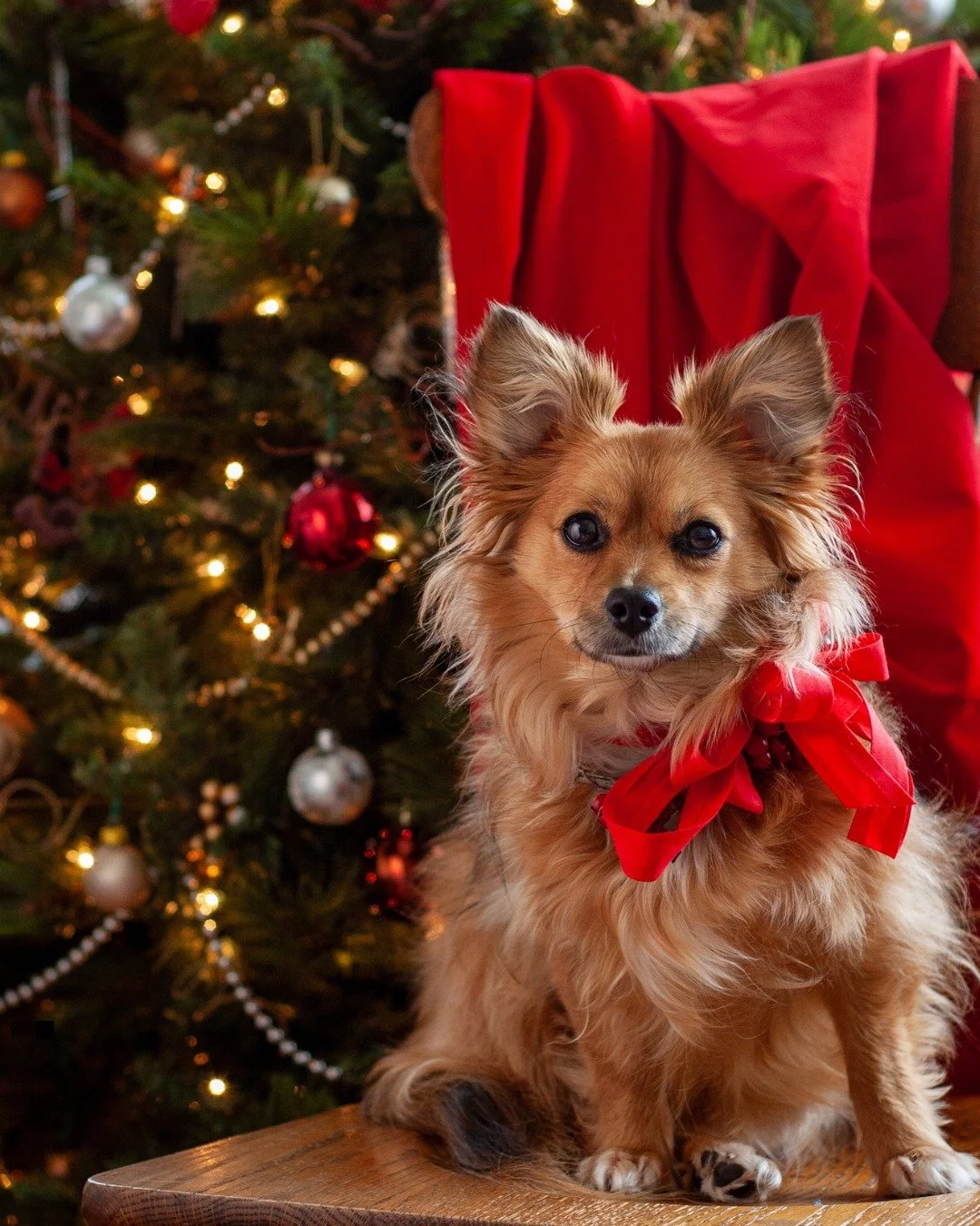 The gift every pet parent actually needs 🎄
🐾 WholeHeart Pet
✔️ Licensed vets
✔️ 24/7 access
✔️ Peace of mind
Now that&rsquo;s caring with a Whole Heart.

FREE TRIAL ON NOW