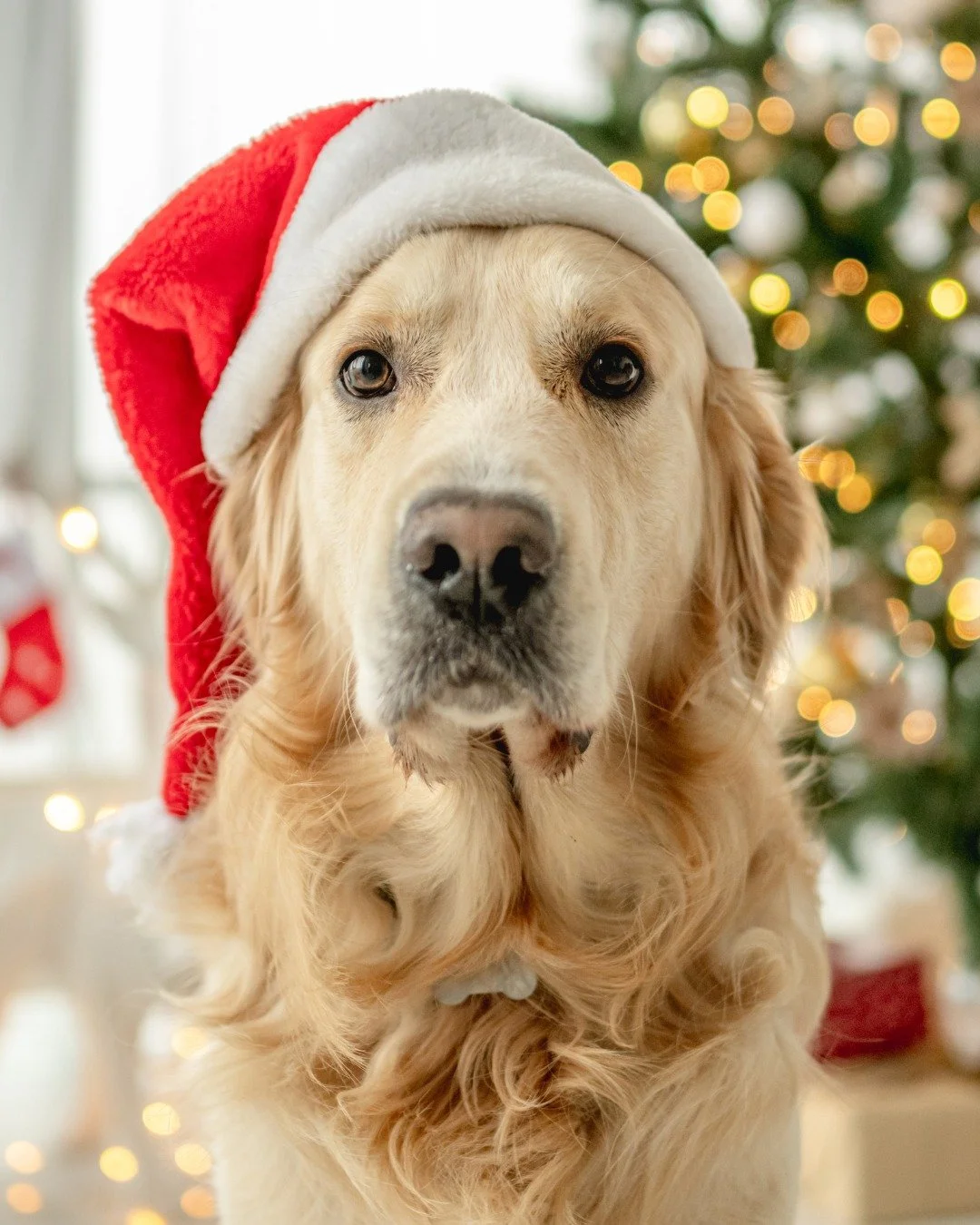 Holiday joy looks a little brighter when you know help is just a click away.
Chicken Soup for the Soul WholeHeart Pet connects you with licensed vets when questions pop up&mdash;so you can focus on what matters most. 🐾✨
FREE TRIAL ON NOW!