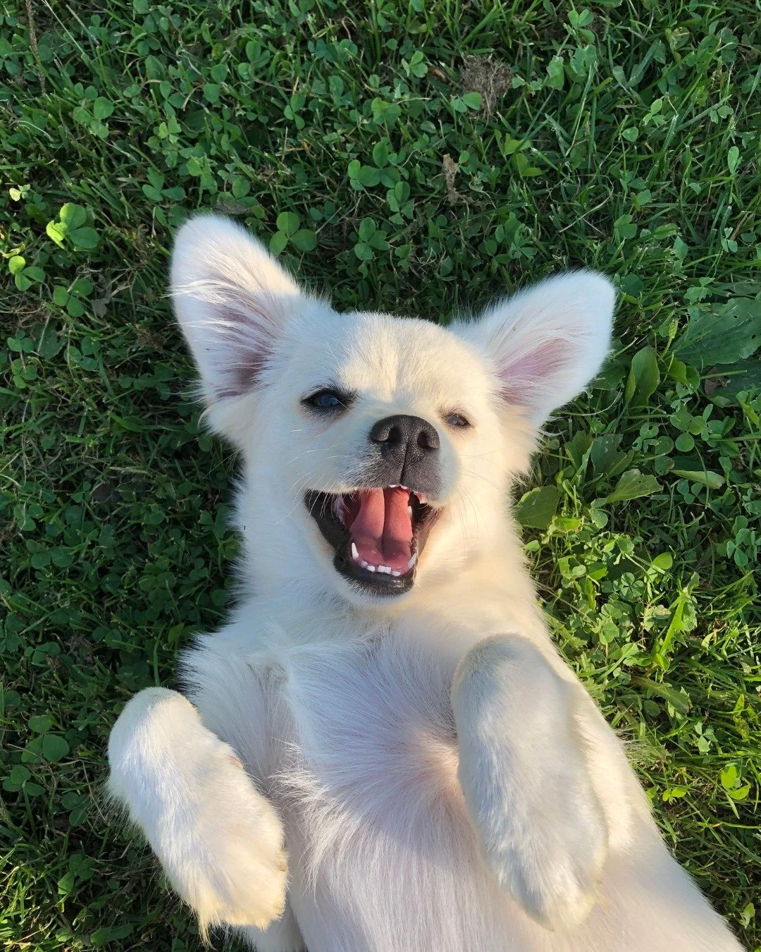 Happy pets. Happy parents. Zero cost for 30 days 🐾💛
Try WholeHeart Pet free and get instant access to licensed veterinarians&mdash;on your schedule.

👉 Start your 30-day free trial. Link in bio.