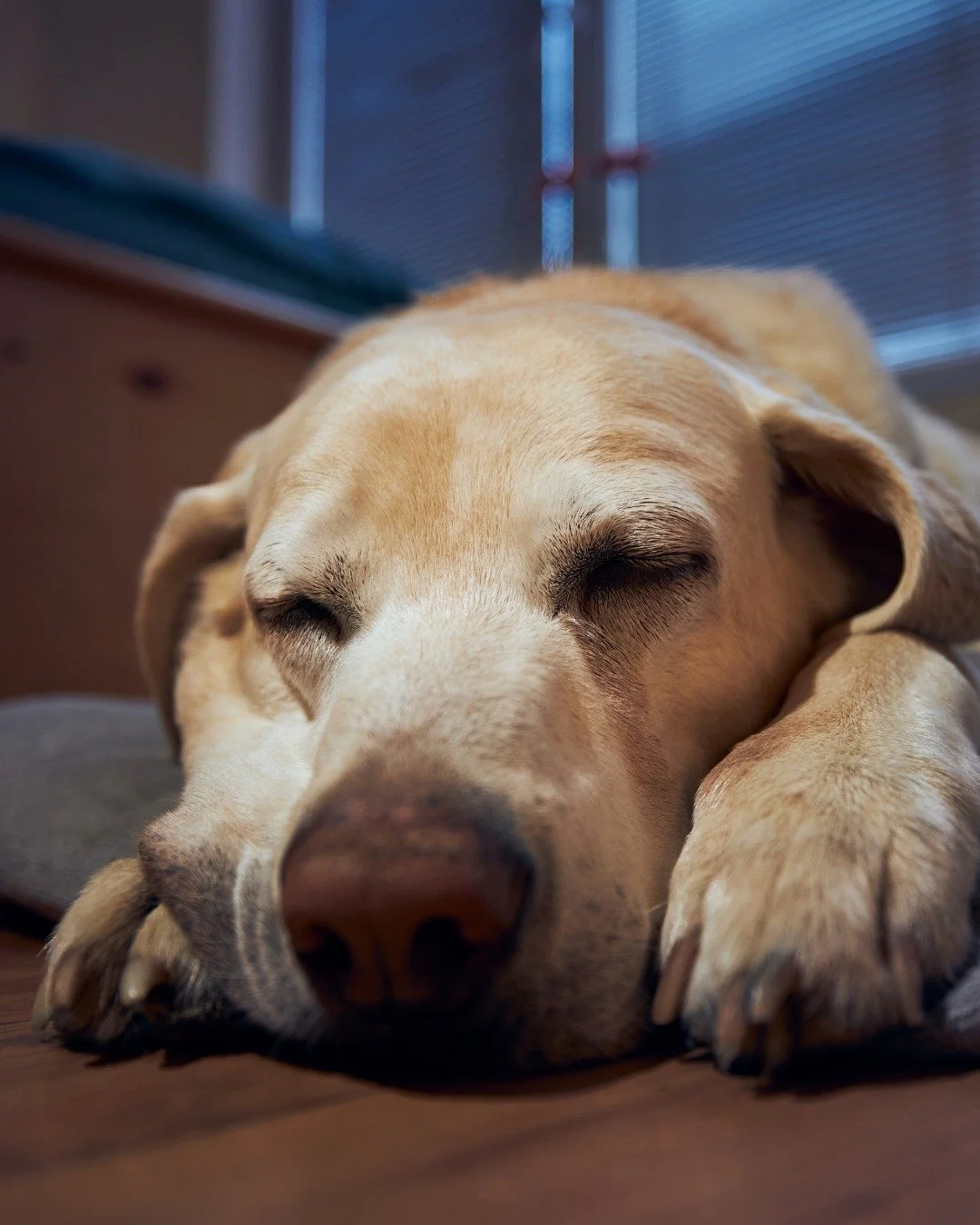 When your dog does something odd at 9:47 PM and you start Googling at full speed 😅🐕

Try WholeHeart Pet Virtual Vet instead&mdash;real vets, real advice, right when you need it.

Free 30 day trial available now!