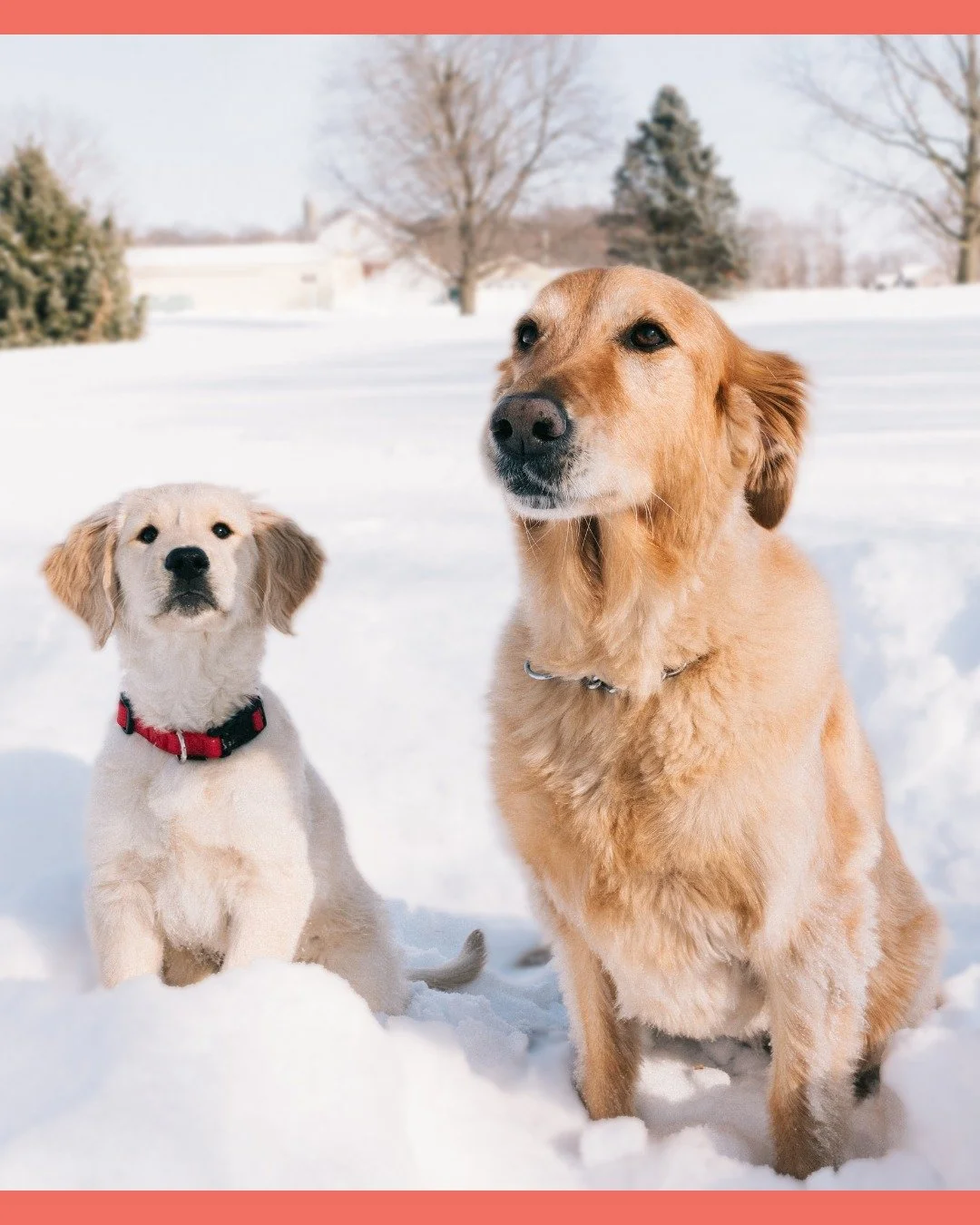 Bad weather has you stuck at home?

Don't worry, WholeHeart Pet is here to help!

Get your 30 day free trial today 🐾❄️