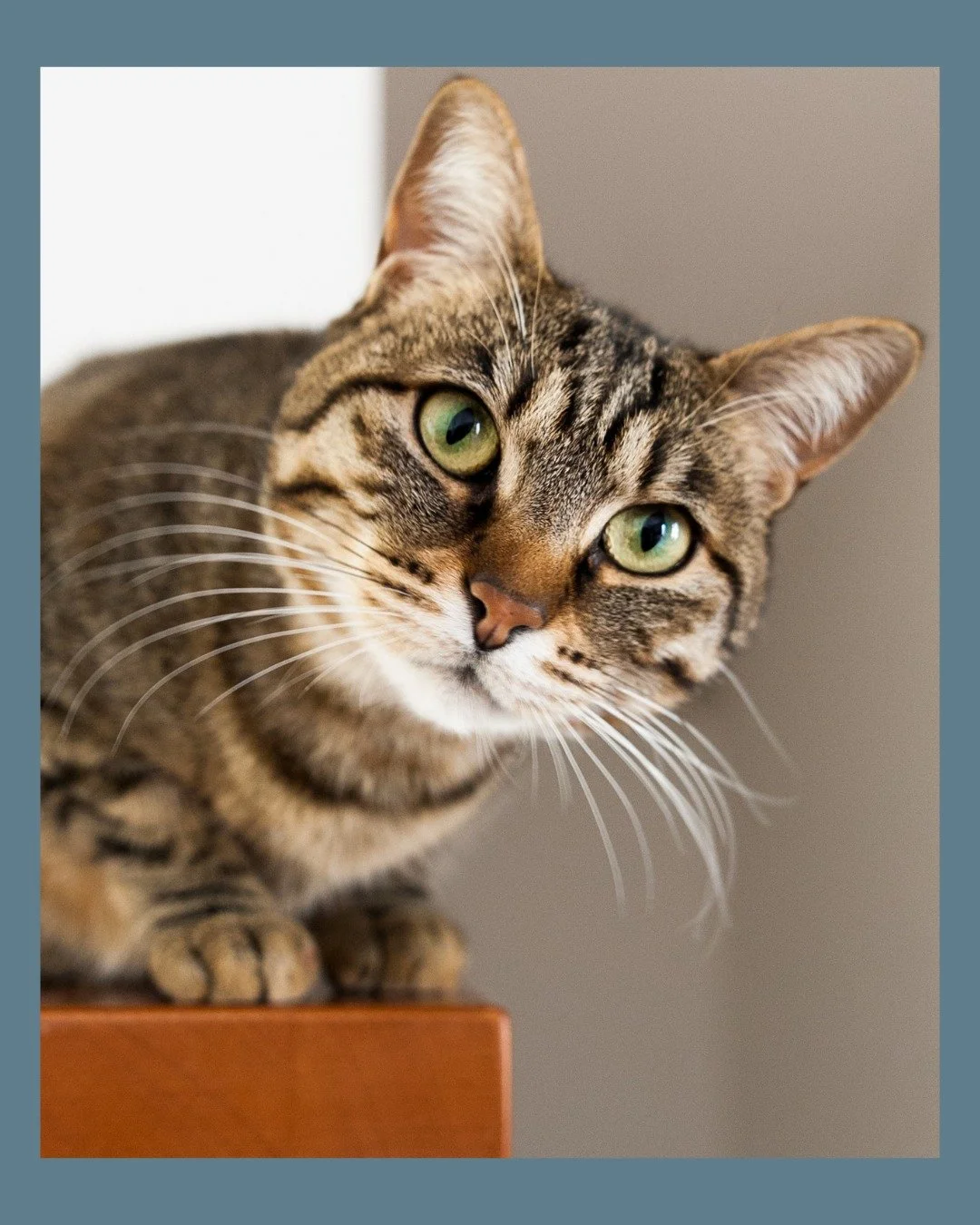 Your cat is looking at you funny? We're here 24/7. 

Try WholeHeart Pet free for 30 days!