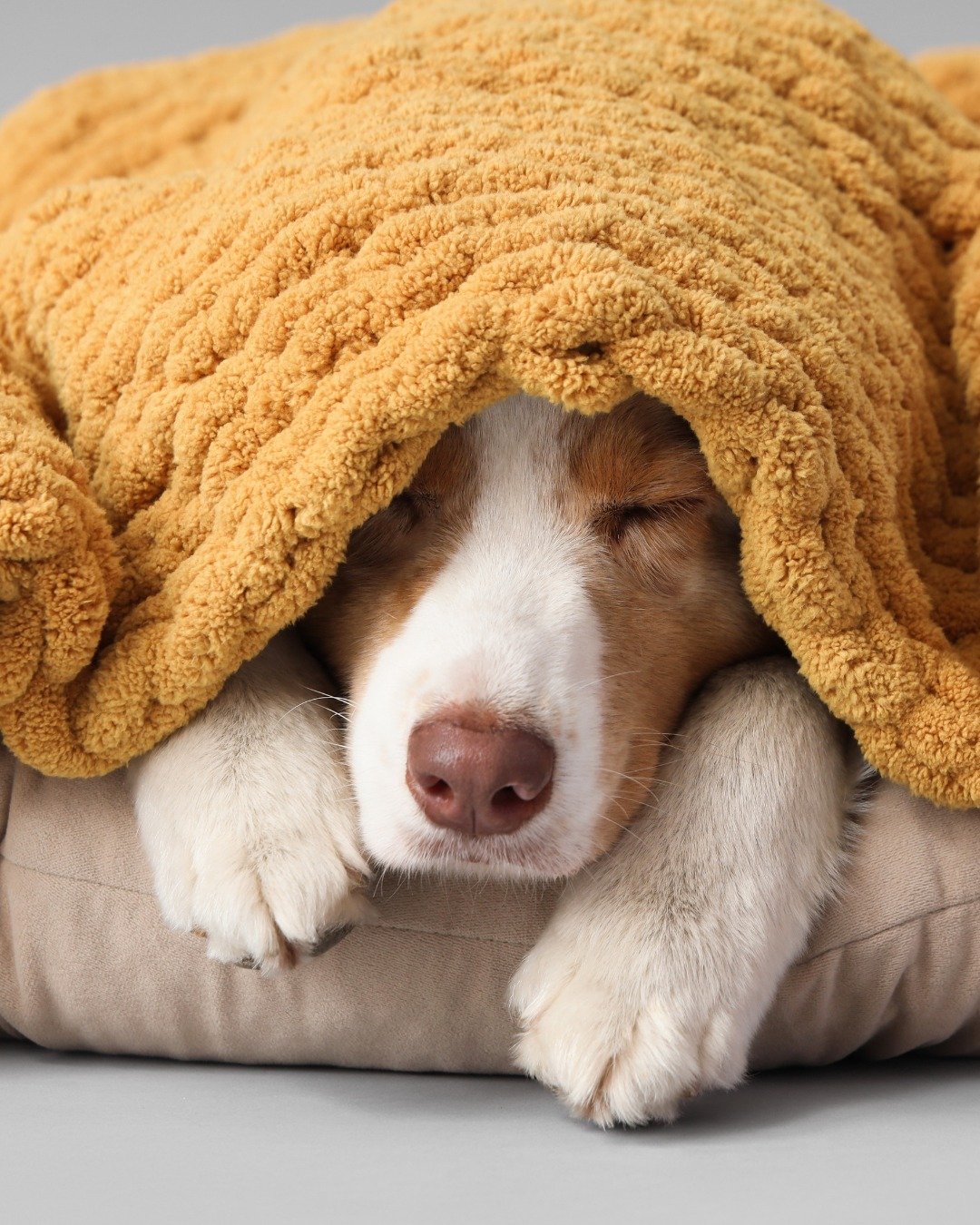 Cold weather personality check ❄️👇
🐕 Refuses to go outside
🐈 Claims the warmest spot in the house
🐾 Acts completely unbothered

Which one is your pet? Tell us below ⬇️