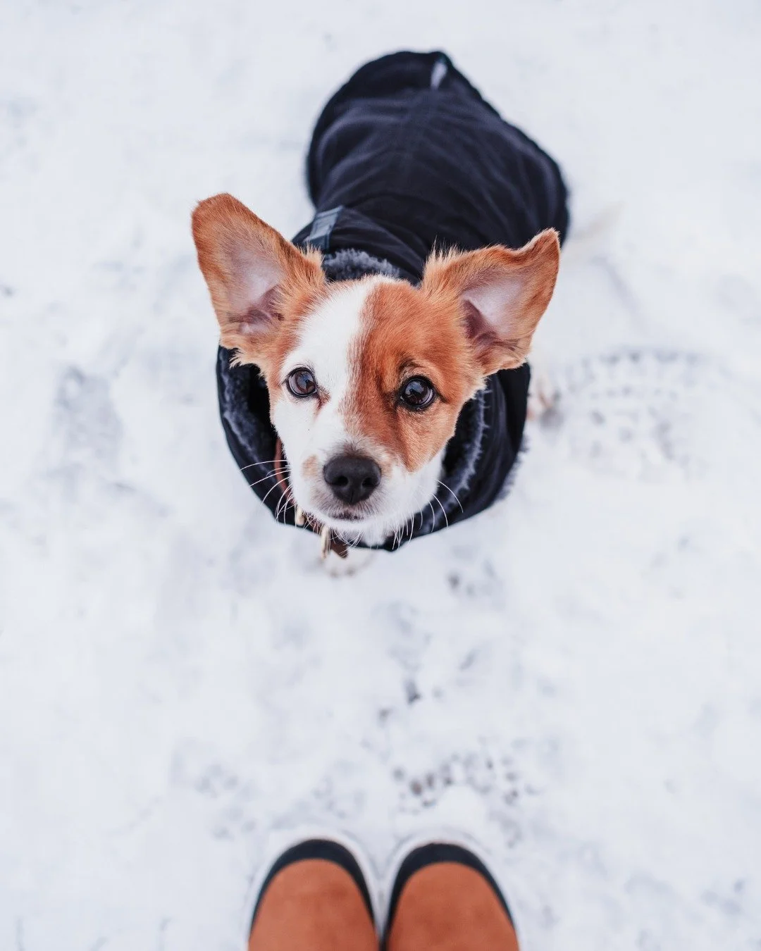 Mud. Ice. Salt.
Upset stomachs. Limping paws.
Stuff happens.

Be the prepared one.

💥 Free 30-day trial
🐾 24/7 vet access

February won&rsquo;t wait.
Neither should you.