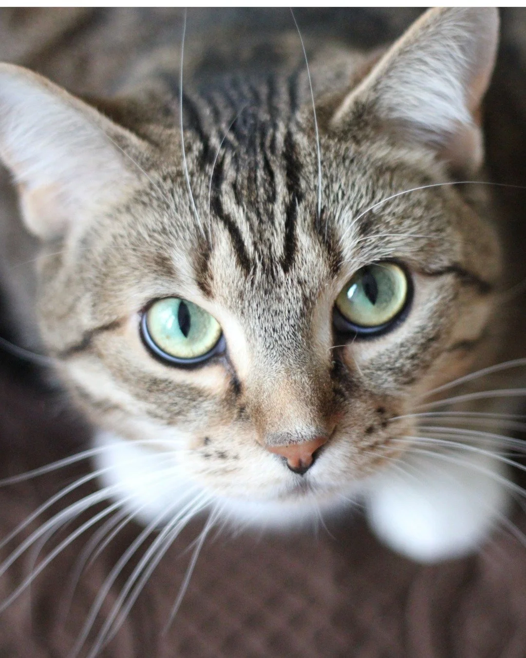 Your pet can&rsquo;t tell you something is wrong.
But a vet can.

Start your FREE WholeHeart Pet Virtual Vet trial today.

✔ Unlimited chat
✔ Real licensed vets
✔ No waiting rooms
✔ Cancel anytime

Peace of mind is one click away.

👉 Start your free