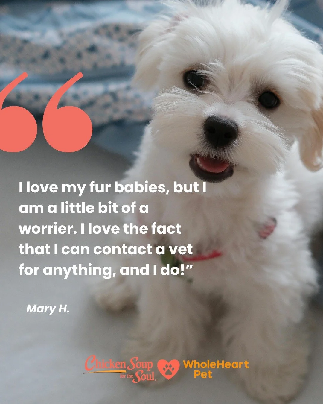 Nothing means more than hearing it from pet parents themselves. ❤️

When questions pop up, WholeHeart Pet is there &mdash; real vets, real answers, real peace of mind.

Ready to experience it for yourself?
Start your free trial today.