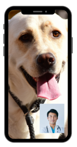A person on a video call with a close-up of a happy yellow Labrador Retriever dog on their phone screen.
