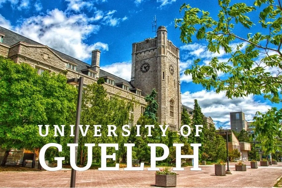 A historic stone building with a clock tower on the campus of the University of Guelph, surrounded by green trees and a clear blue sky.