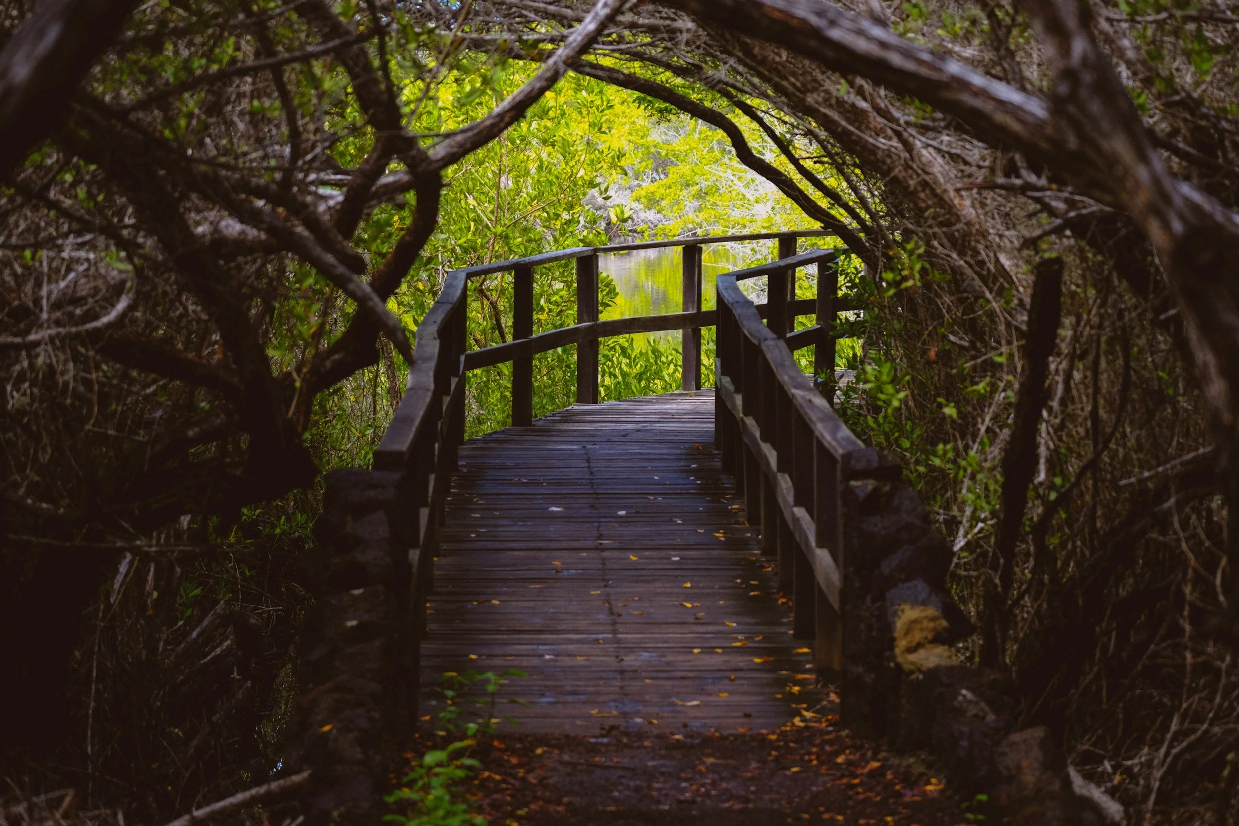 Wooden boardwalk winding through dense greenery toward a calm pond