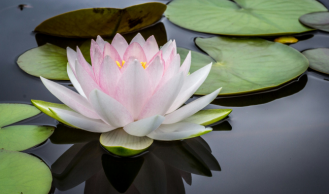 Pink water lily blooming among green lily pads on a pond