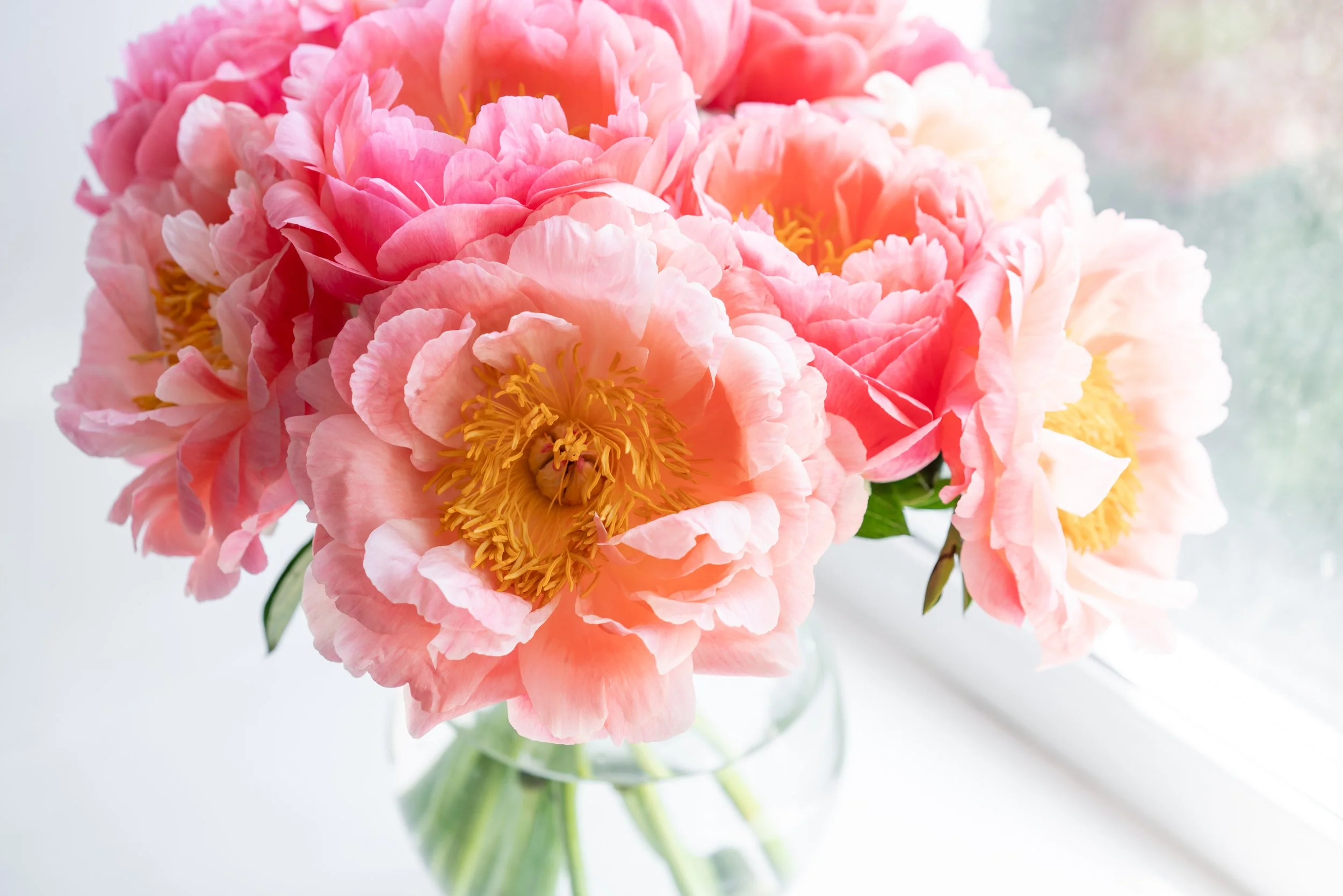 CoralPeonie.jpg