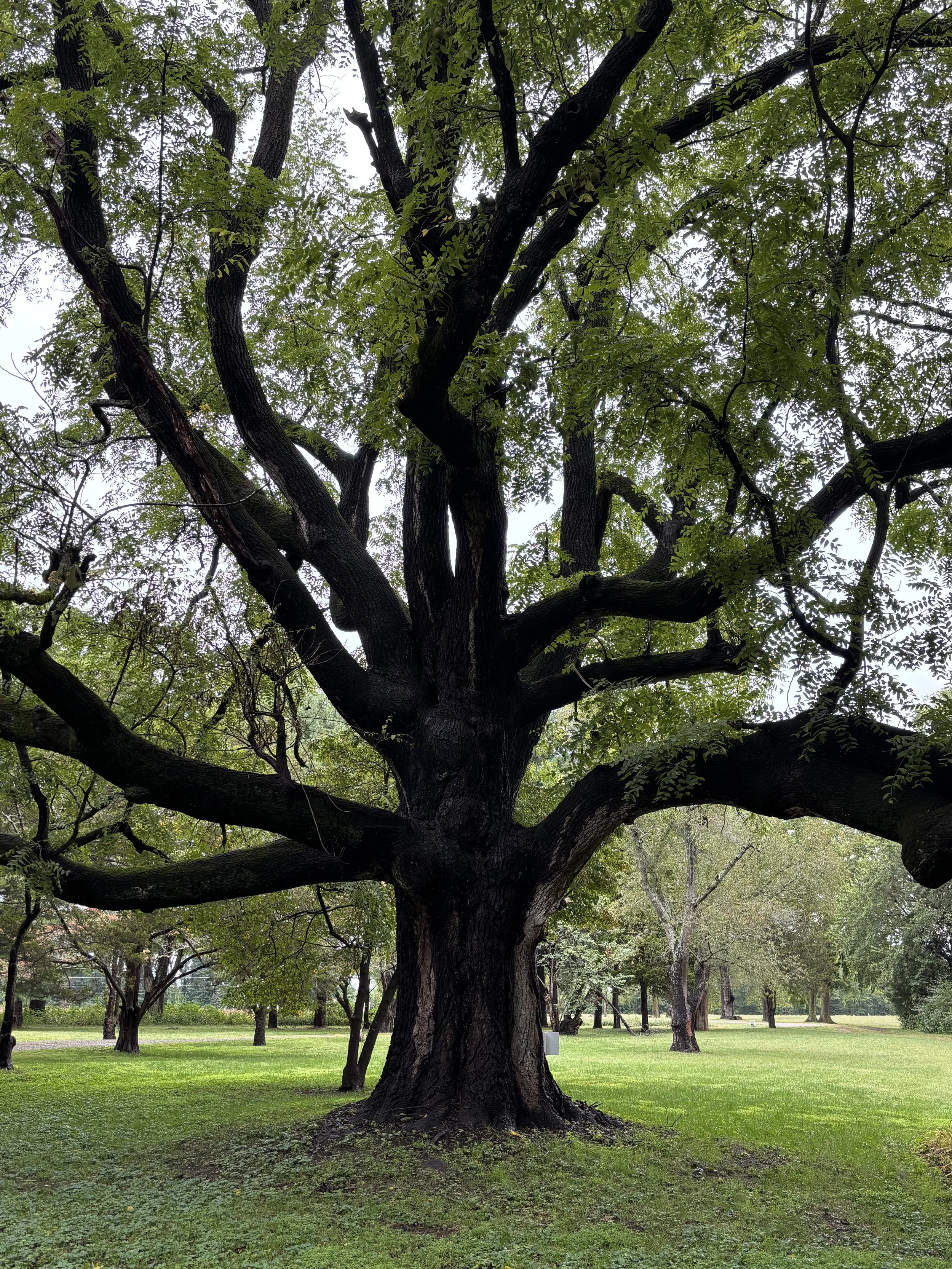 Large tree with dark bark and green leaves in a park, with smaller trees and grass in the background.