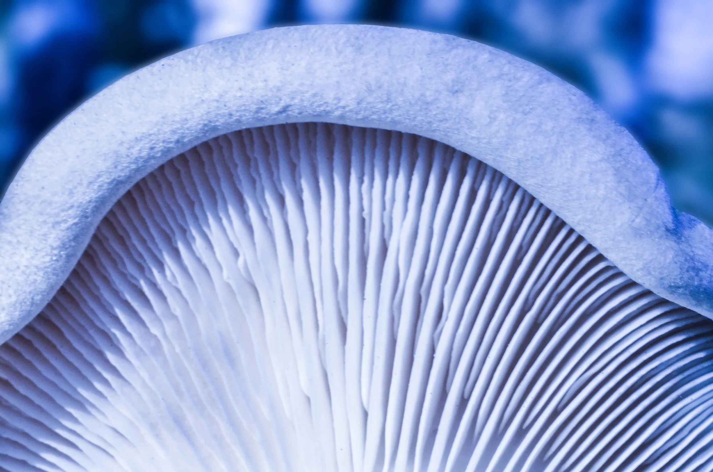 Collaboration for Change – Partners in Psychedelic Data