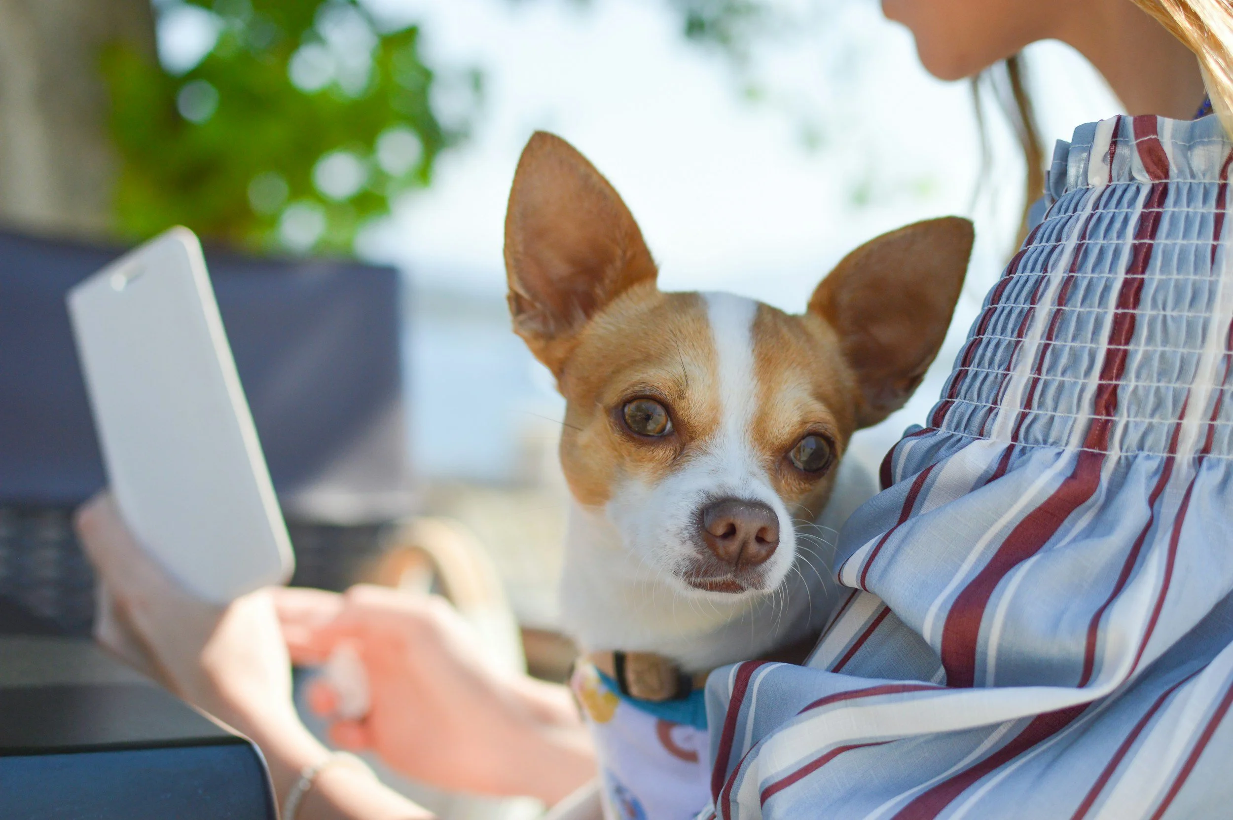 Your website never sleeps. Is it booking appointments or turning pets away?