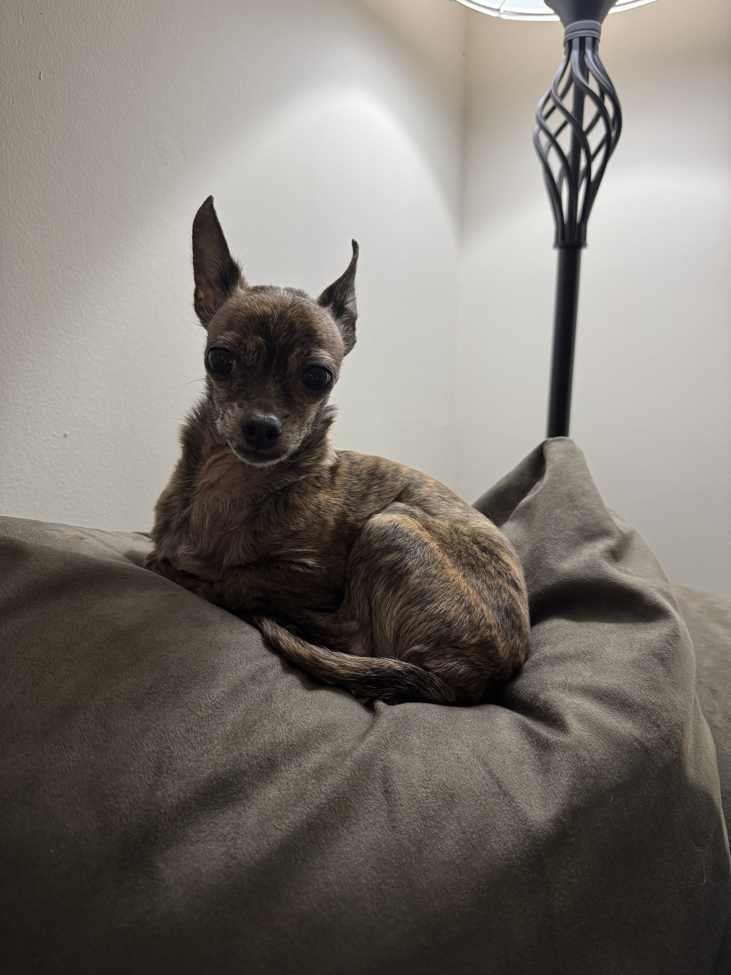 Small brindle Chihuahua dog resting on a soft, brown cushion next to a black floor lamp with a decorative twisted design.