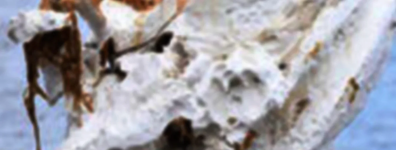 school of rememberance.webp