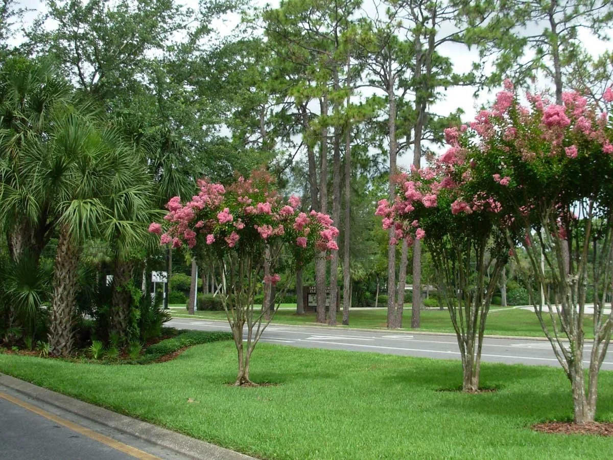 Crepe-Myrtles.jpg