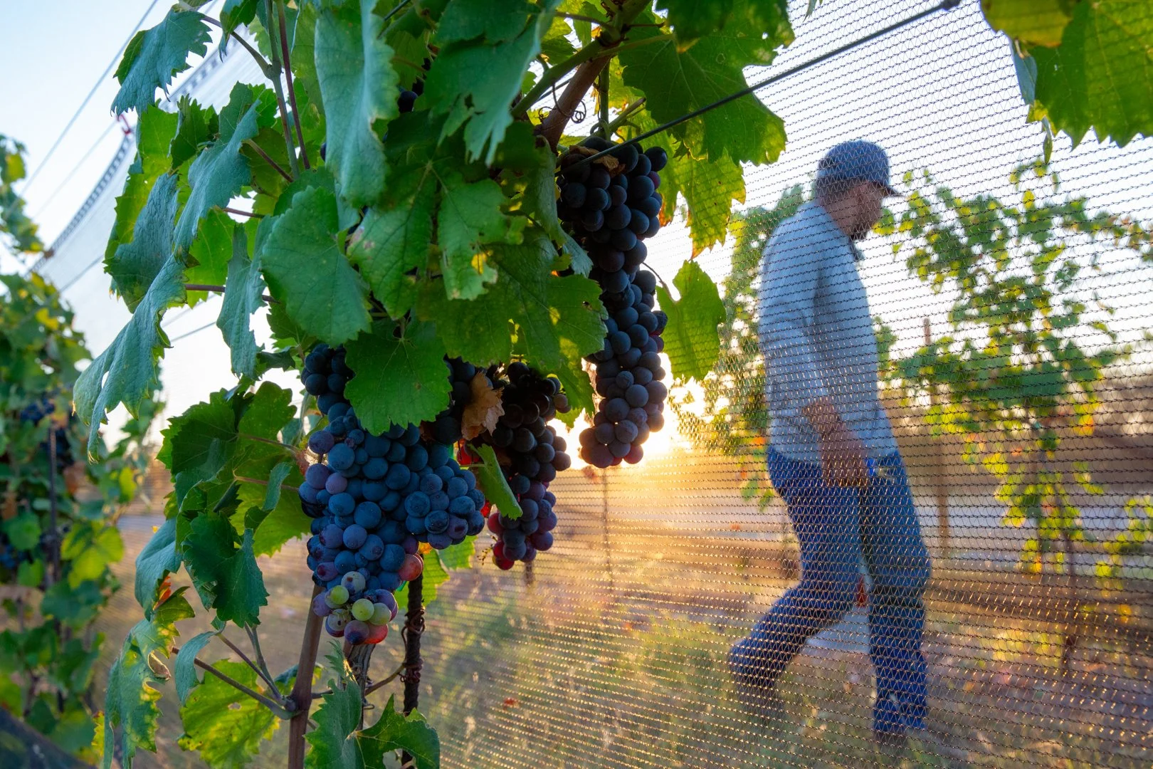 Las Huertas de Tejas First Harvest