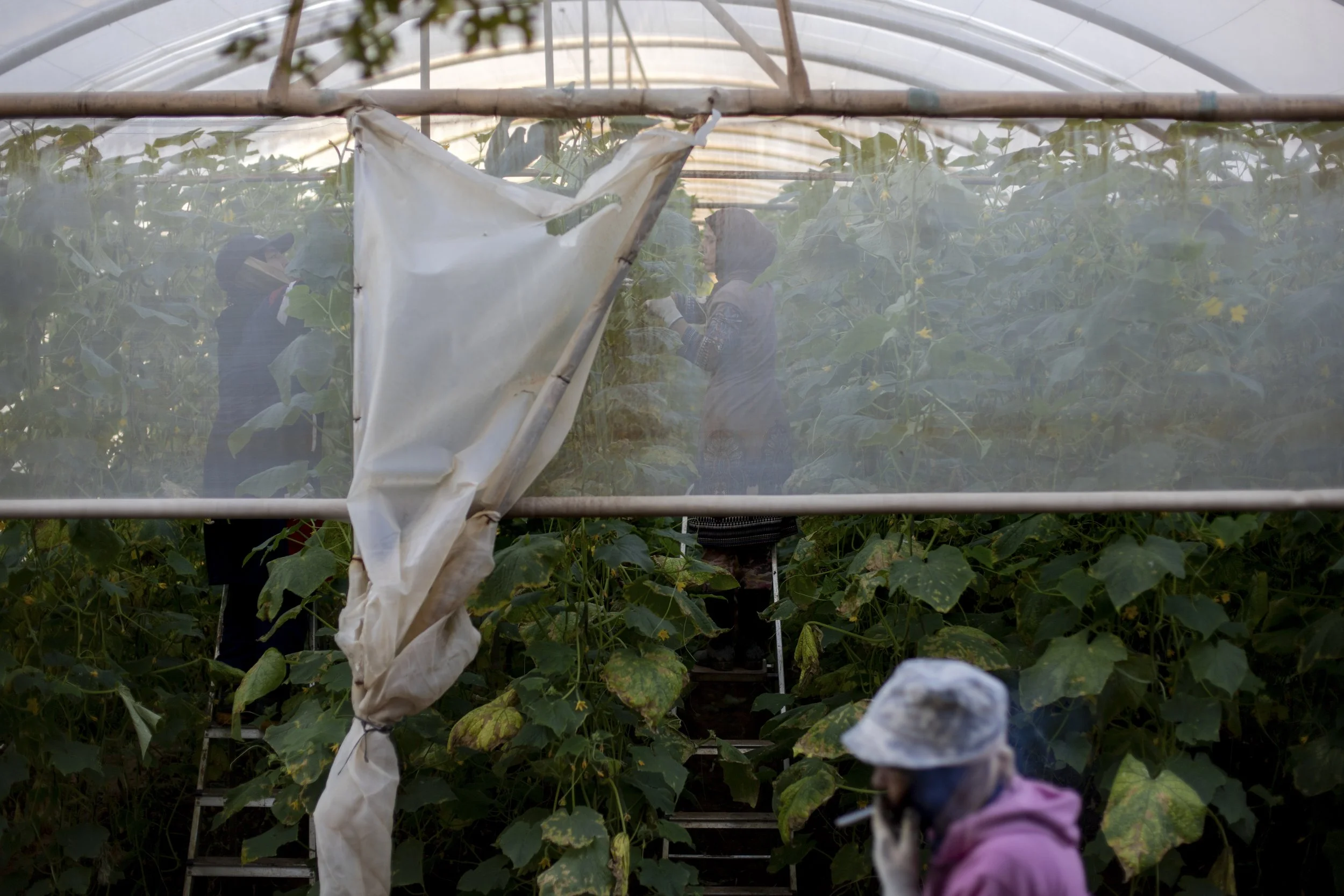Warde, Fatma, and Munira begin their workday at 6 a.m., taking advantage of the coolest hours of the morning. On this day, they prune and clear away dead leaves and roots from the cucumber plants growing in the greenhouses.
The sisters left Syria mor