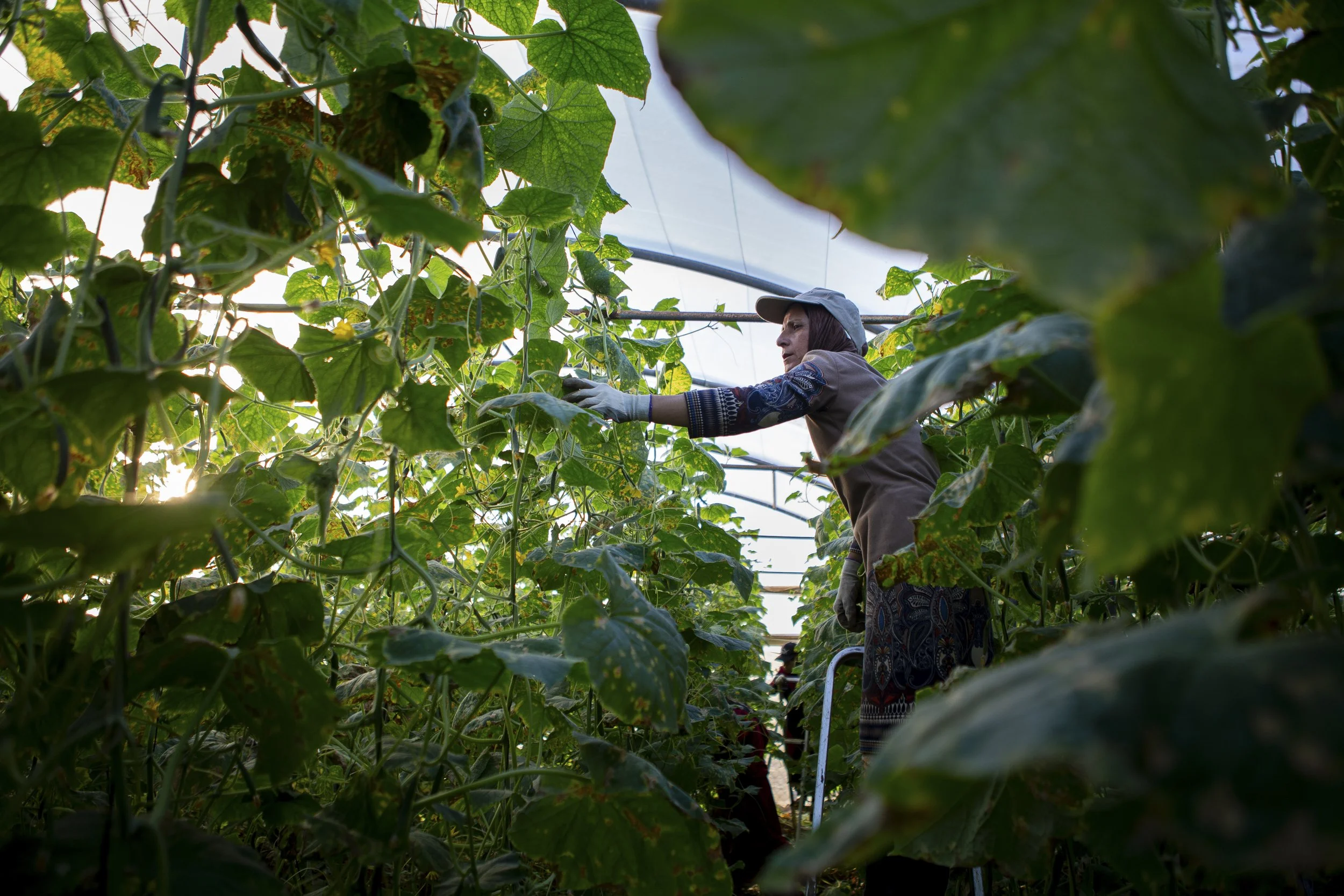 Warde picks away dead leaves and roots from the cucumber plants—part of her daily routine in the greenhouse. Though they come from a farming family in Syria, it was the women who took on most of the manual labor after arriving in Lebanon. “What can y