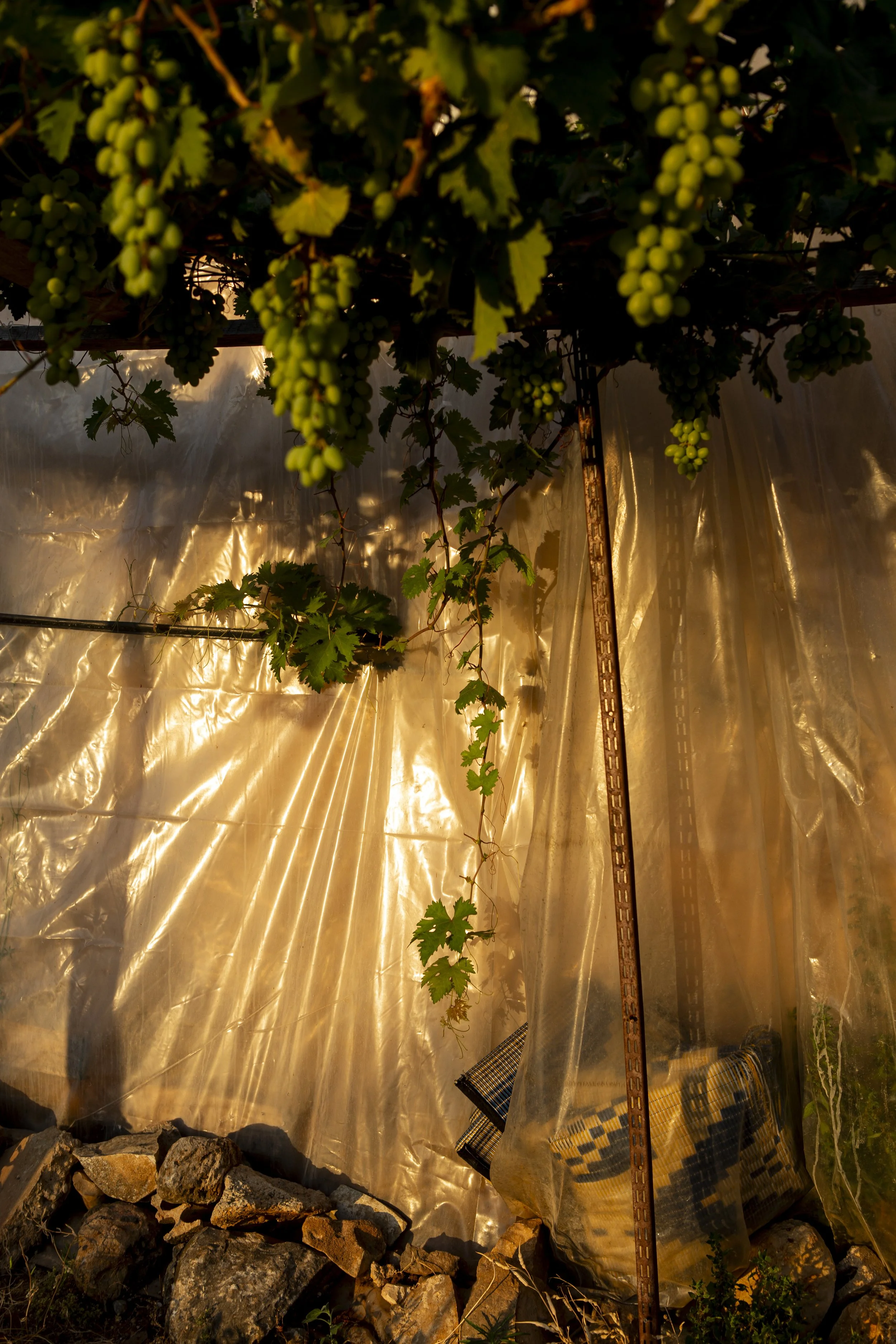 Grape vines hang from the canopy attached to the tented shelter where Ghaziye and her children live. Sunlight filters through onto the plastic sheeting that covers the structure. The grapes are not yet ready for harvest — their season is still to com