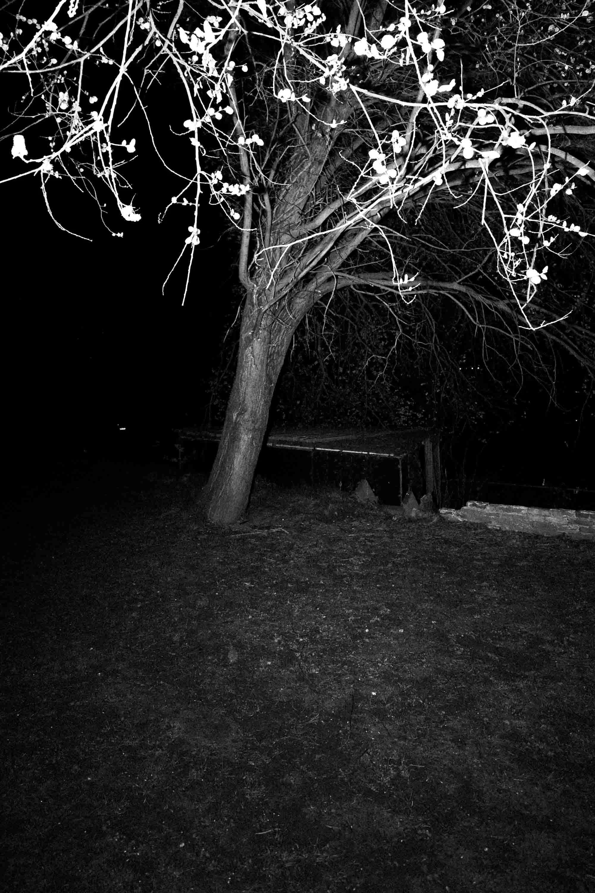 SNY06833 C250kb2000px.jpg