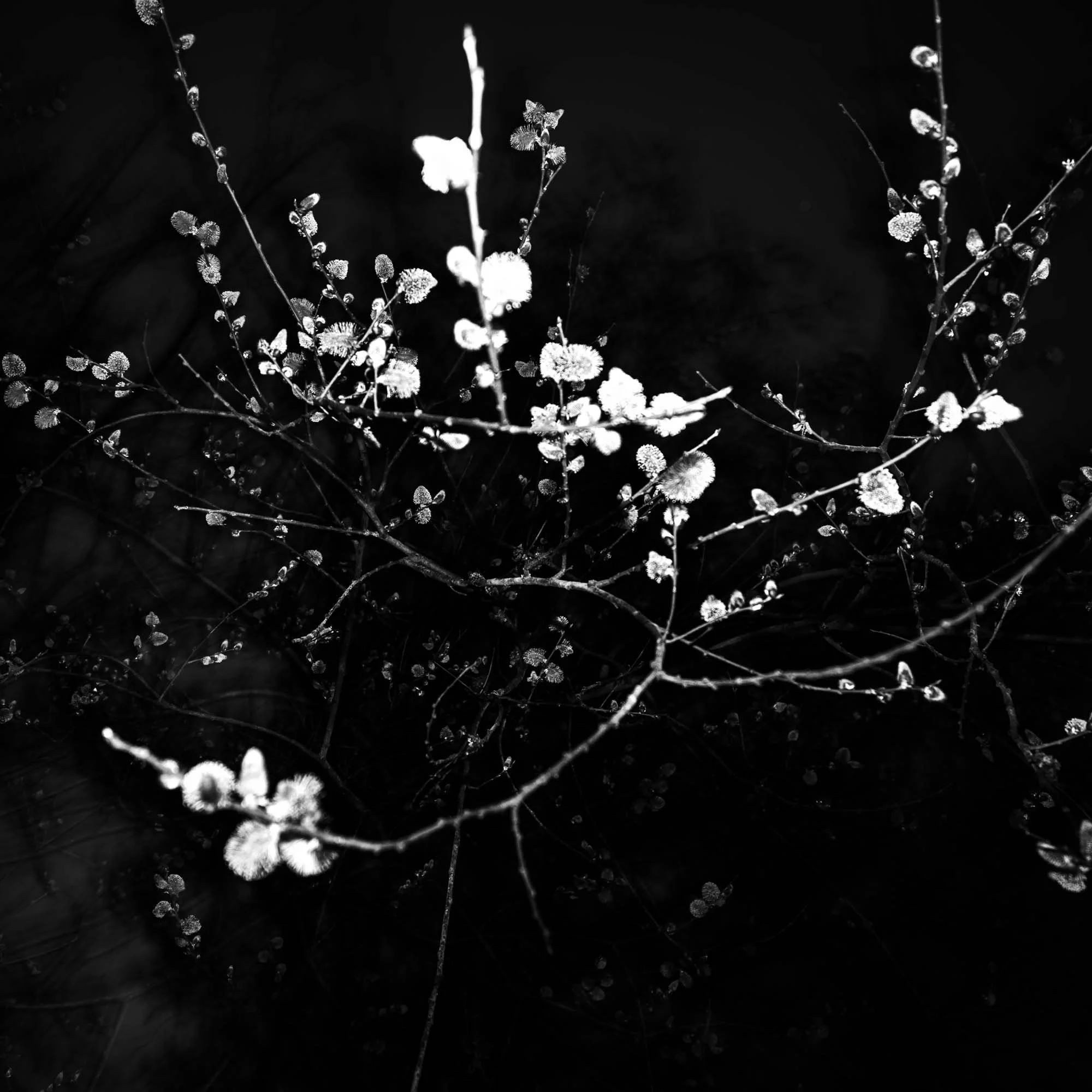 SNY00790 C250kb2000px (63).jpg