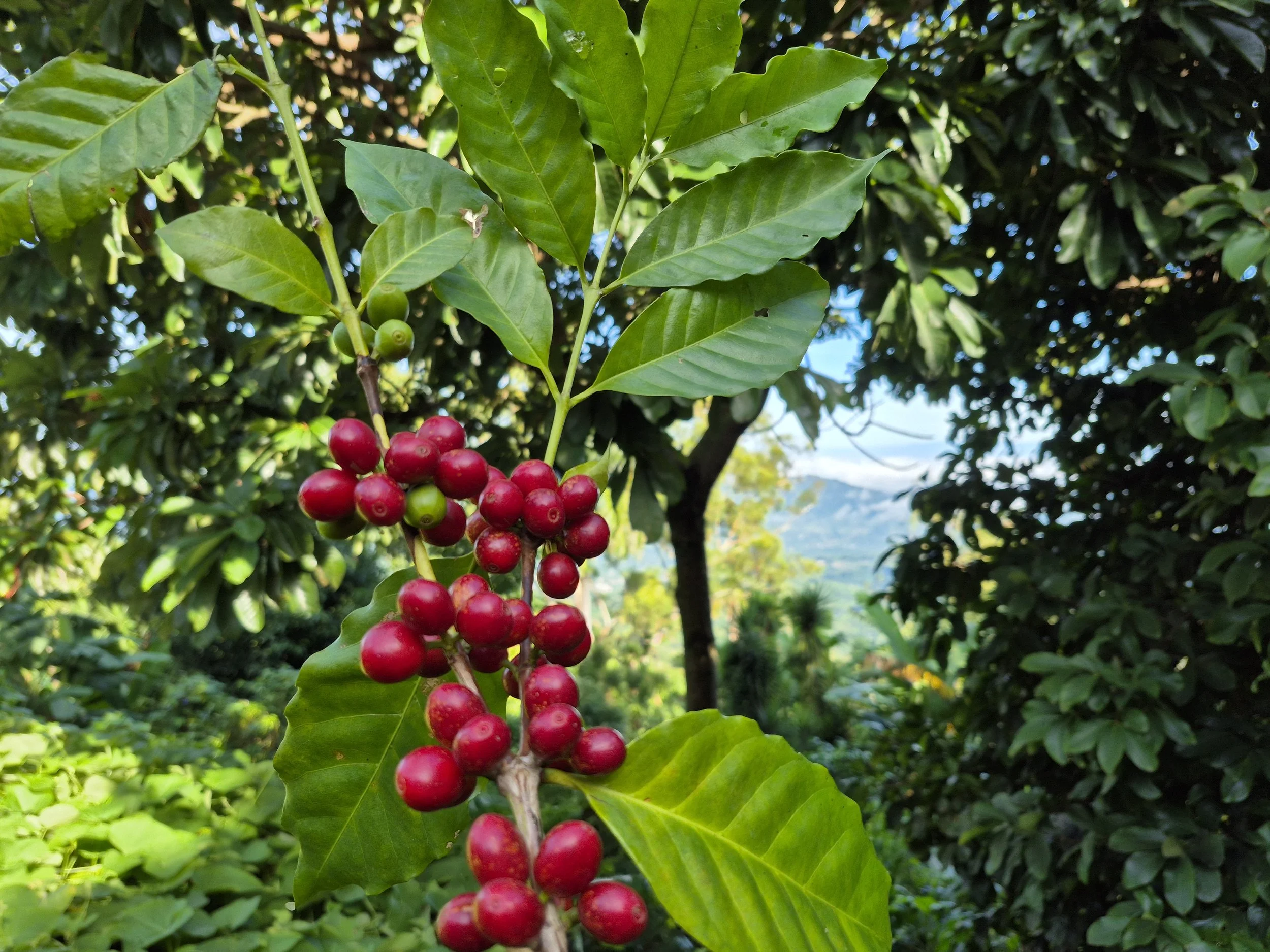 A coffee plant with ripe red coffee cherries and green leaves in a lush garden.