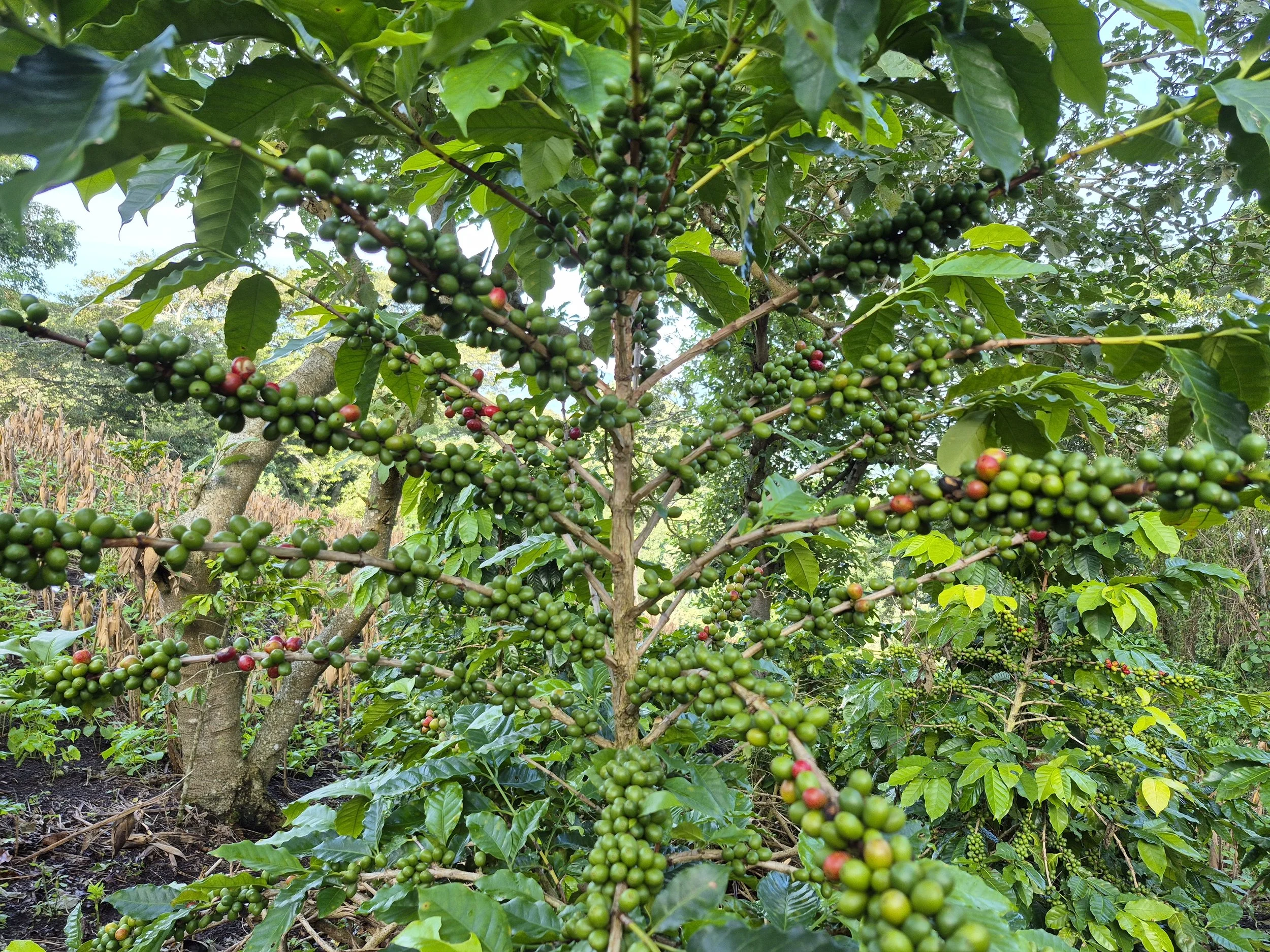 A coffee plant with clusters of green and red coffee cherries growing on its branches.