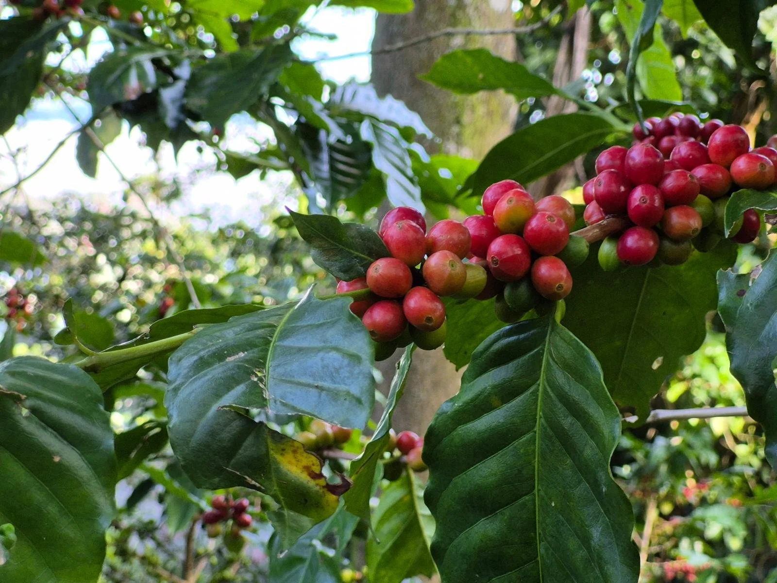 Pacamara and Cuscatleco: Specialty Coffee from El Salvador to Canada