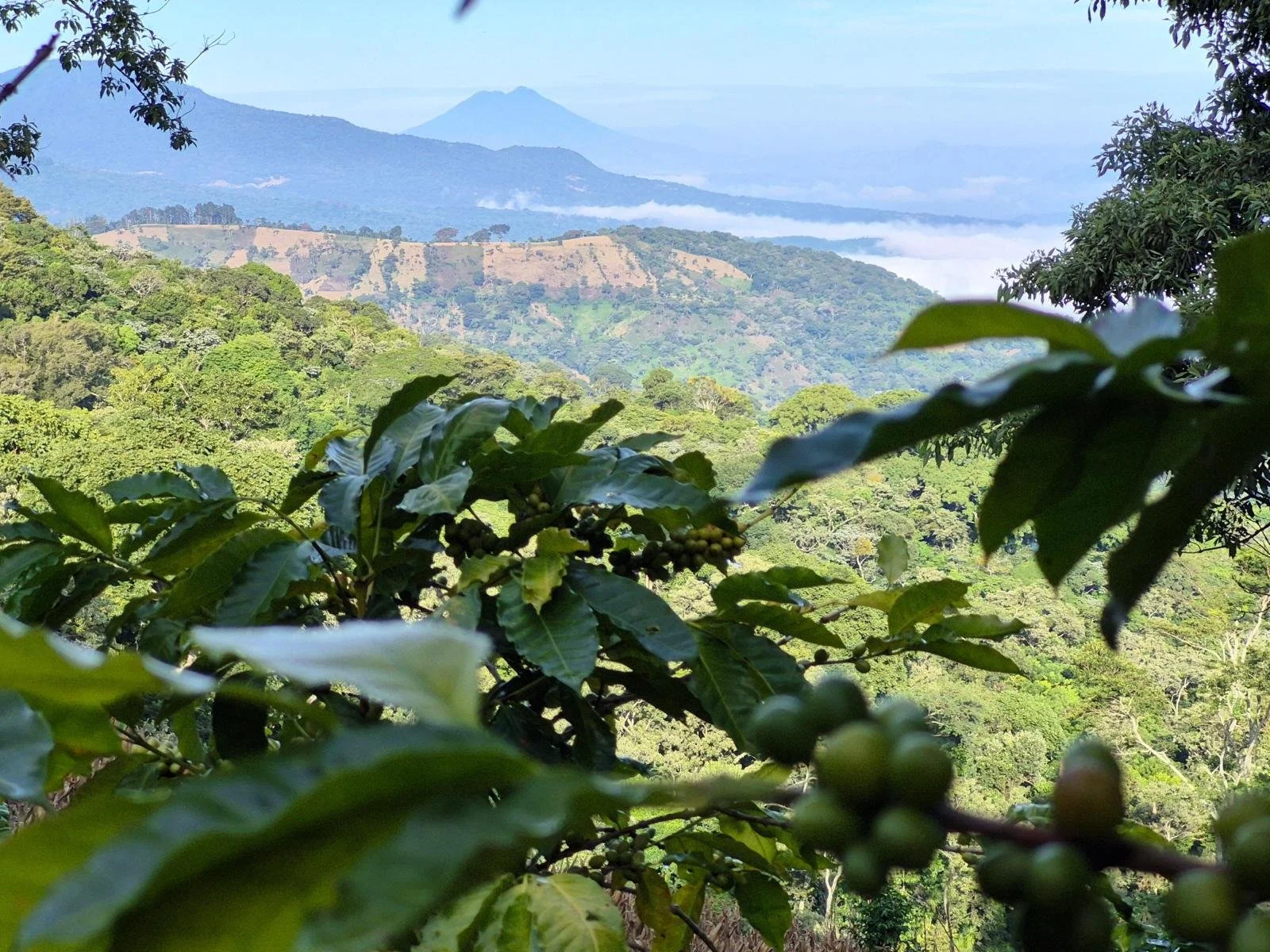 Restoring a Coffee Farm in Chinameca: The Work Behind Specialty Coffee