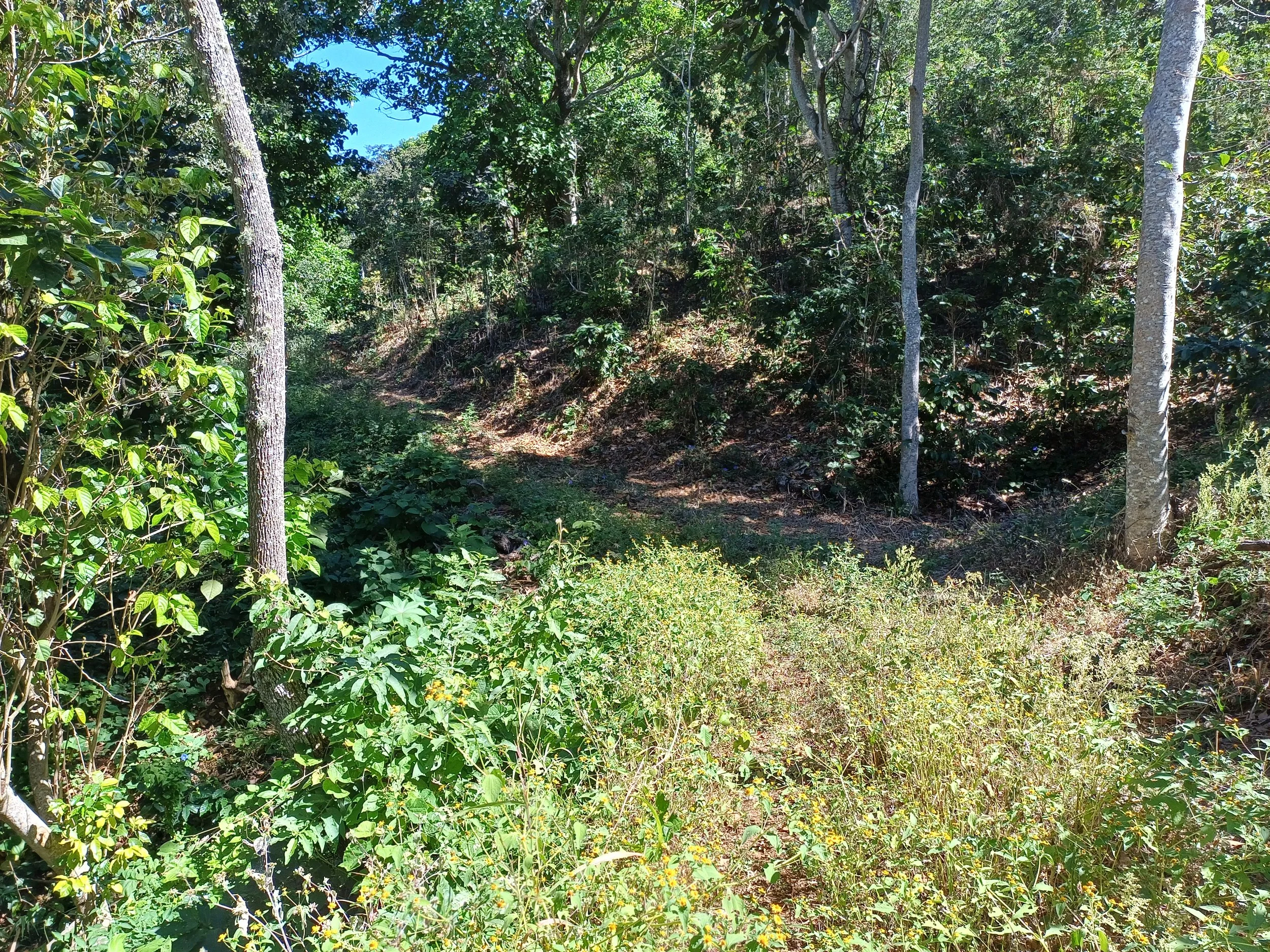 Preparing a Coffee Farm for Planting: Growing Geisha and Cuscatleco in El Salvador