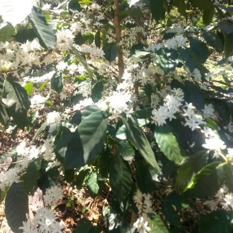 Coffee Flowering: When Coffee Trees Bloom and What It Means