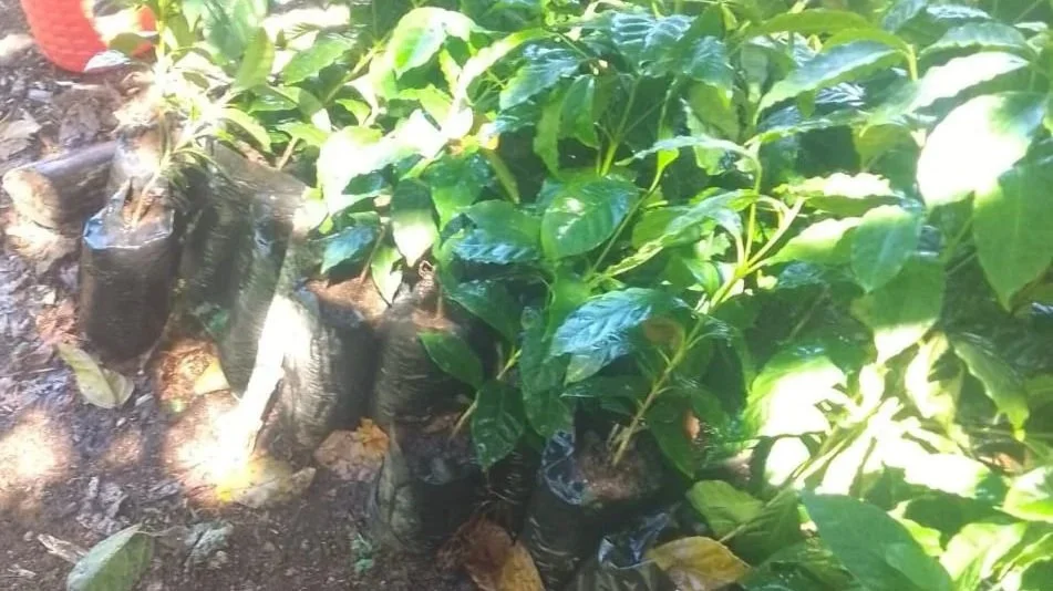 Caring for the Next Generation of Coffee Trees
