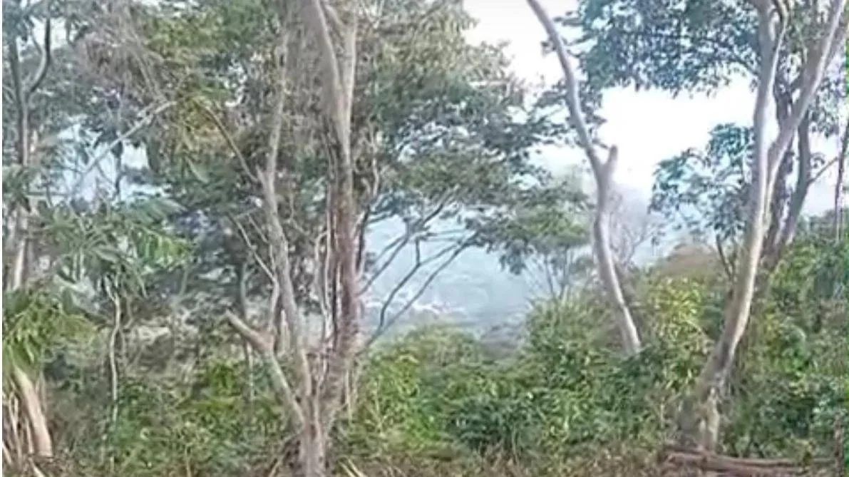 When a Tree Falls, the Forest Keeps Growing. At Finca San Francisco, nothing goes to waste.