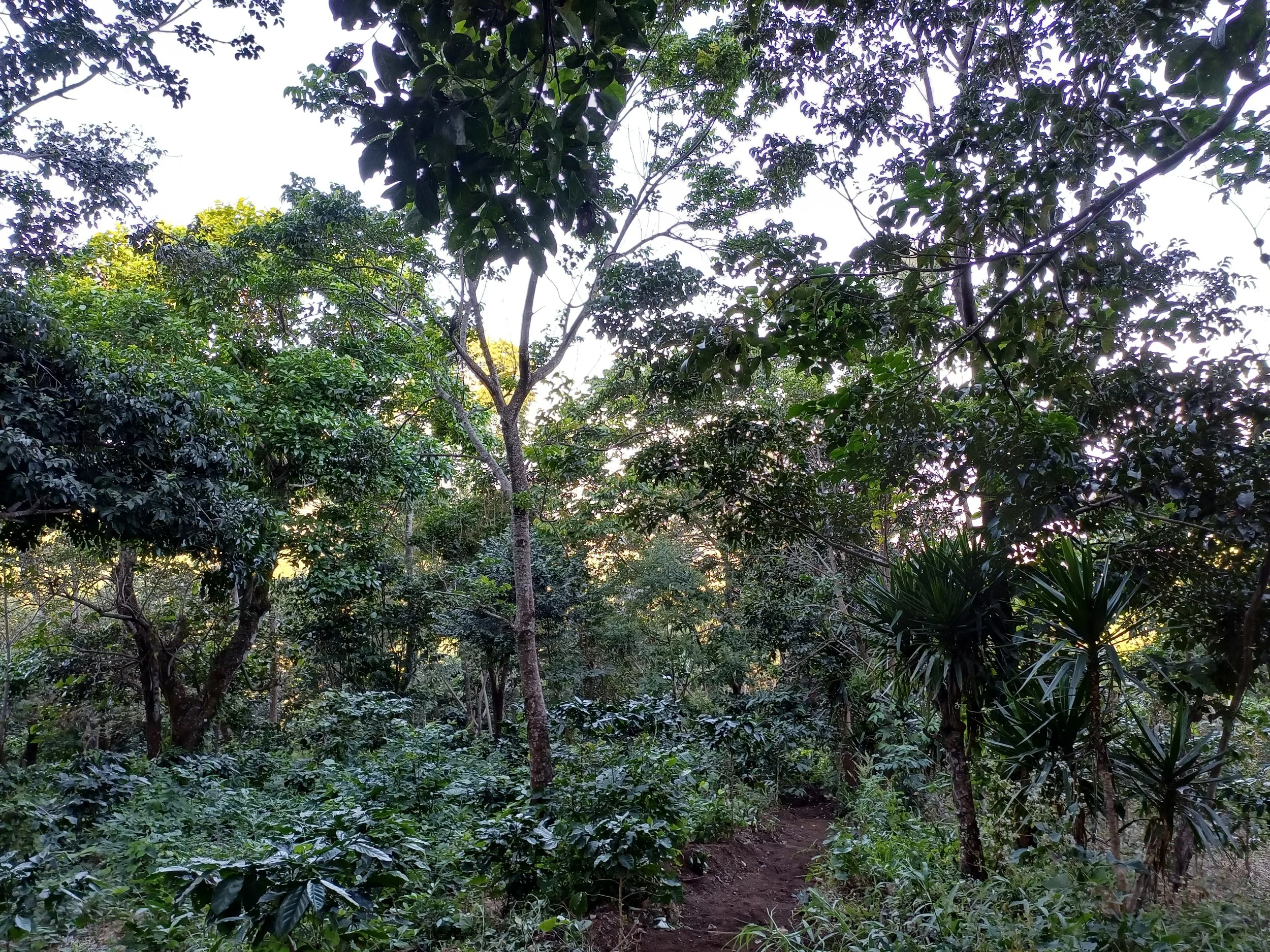 Shade grown coffee elsalvador