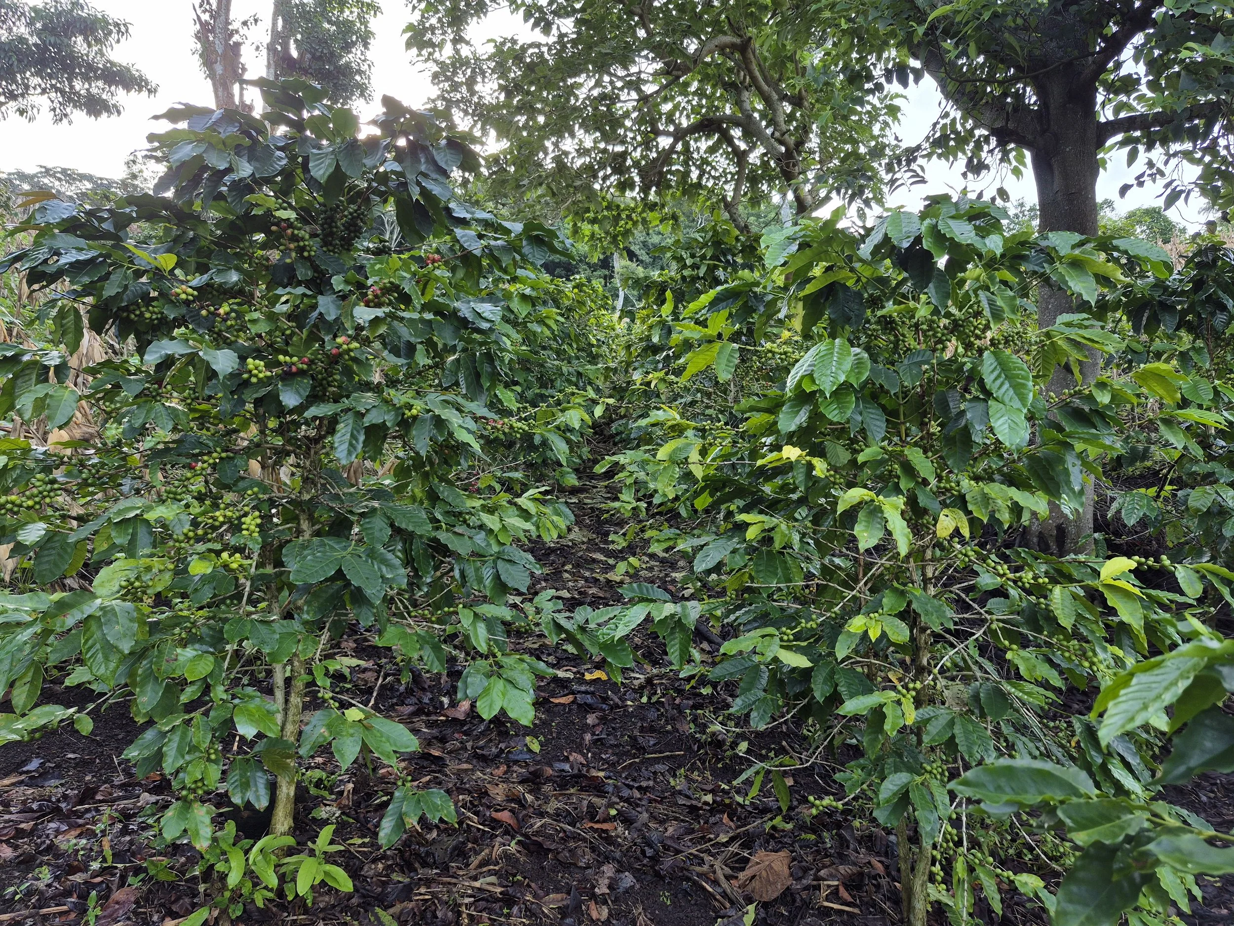 Coffee plants with green and reddish berries growing in a plantation, surrounded by trees and soil.