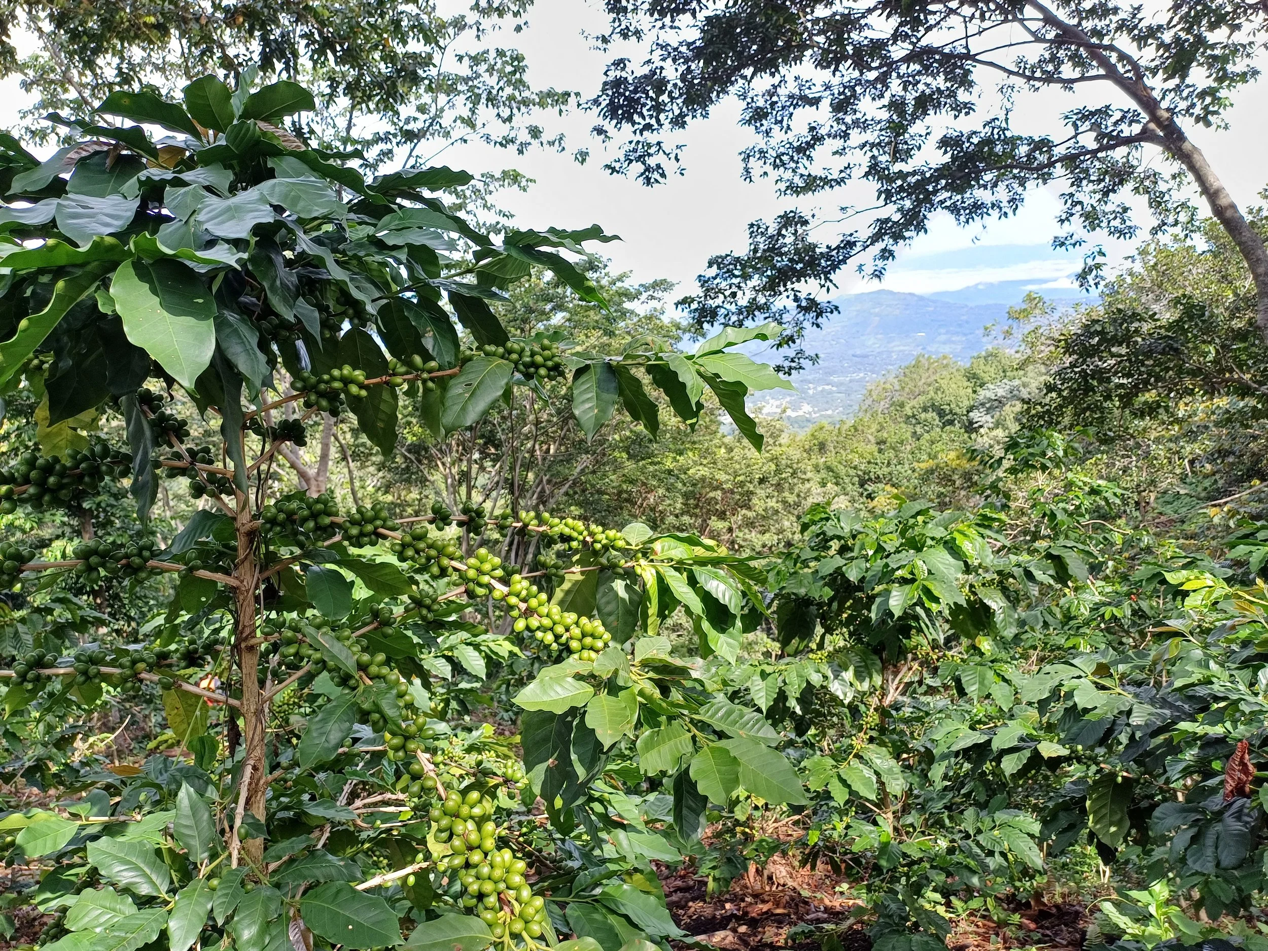 Coffee beans from Chinameca