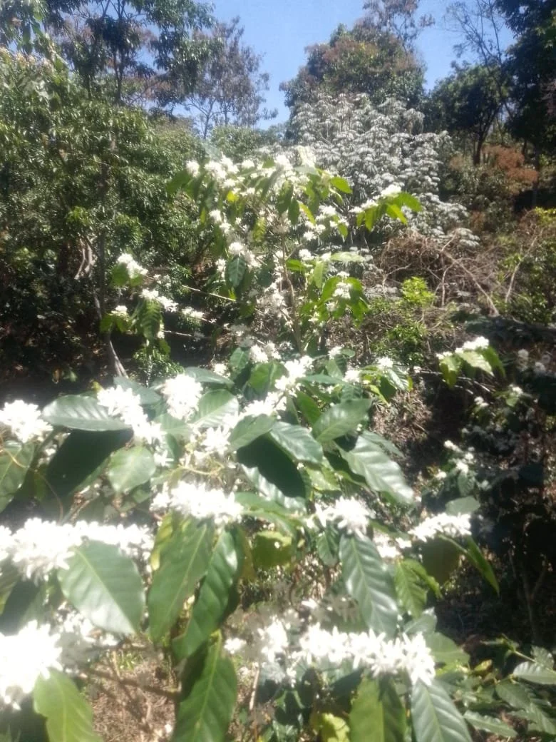 coffee flowering in El Salvador finca