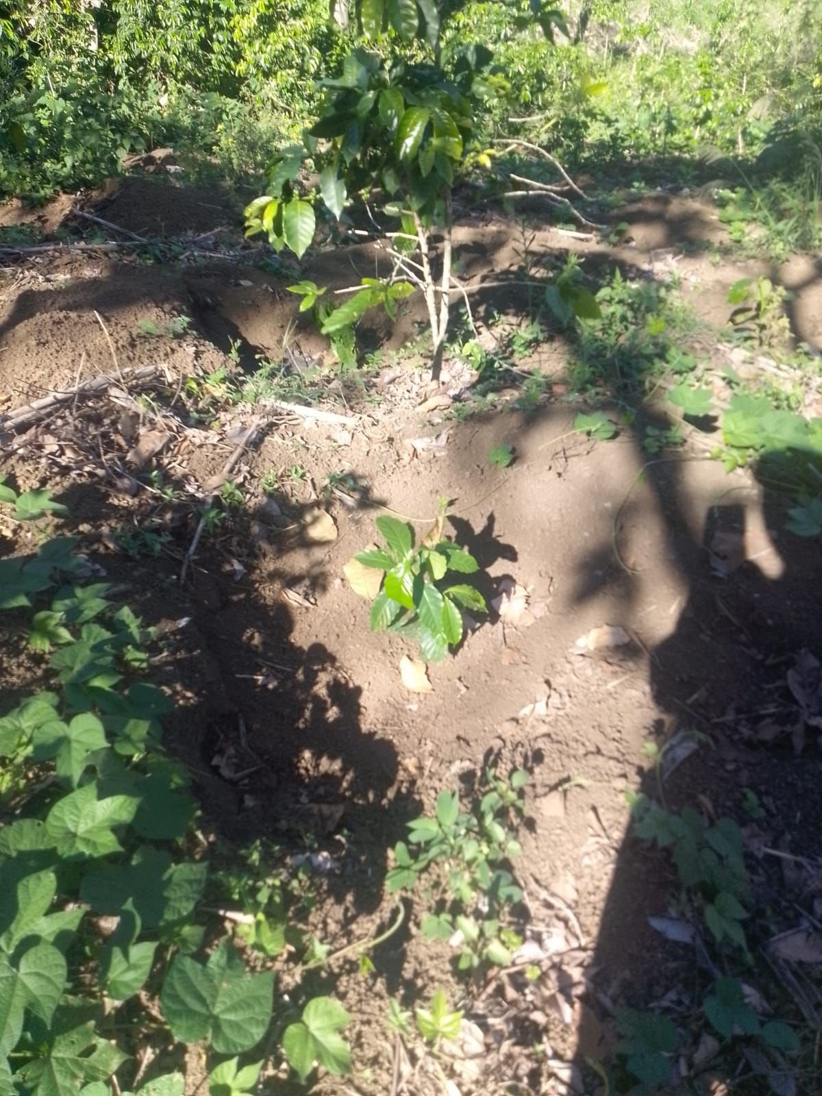 coffee trees surviving