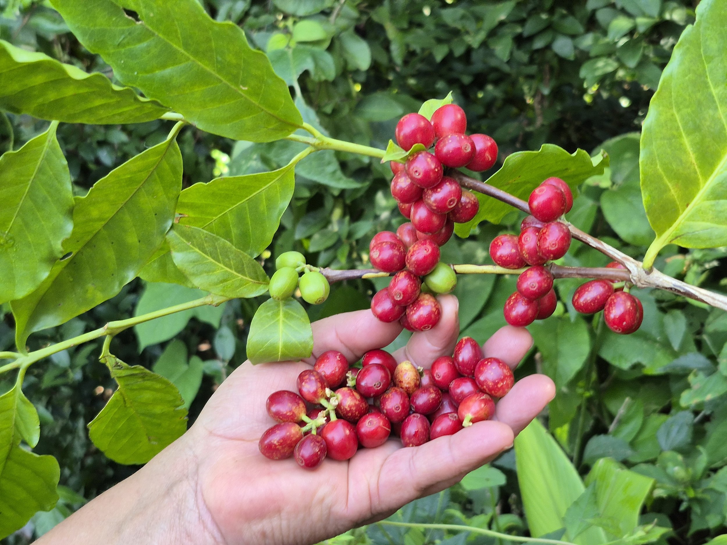 Hand holding a branch with clusters of ripe red coffee cherries and some unripe green cherries, surrounded by green leaves.