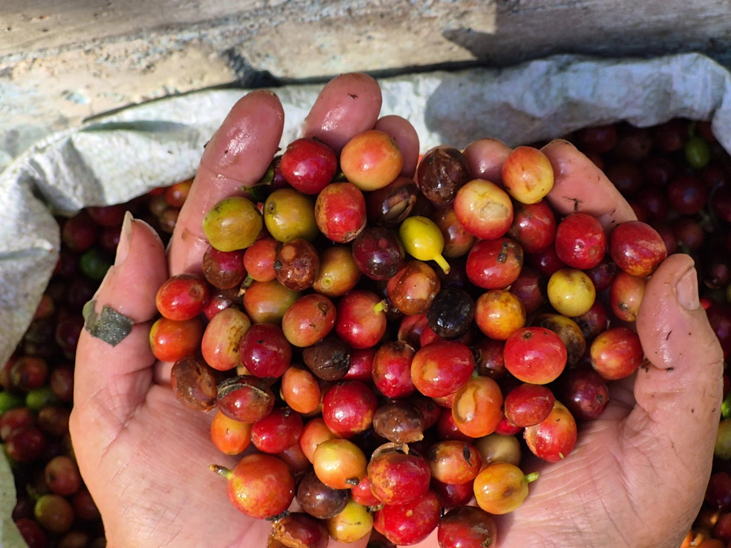 Close-up of hands holding ripe coffee cherries, with a basket of cherries in the background.