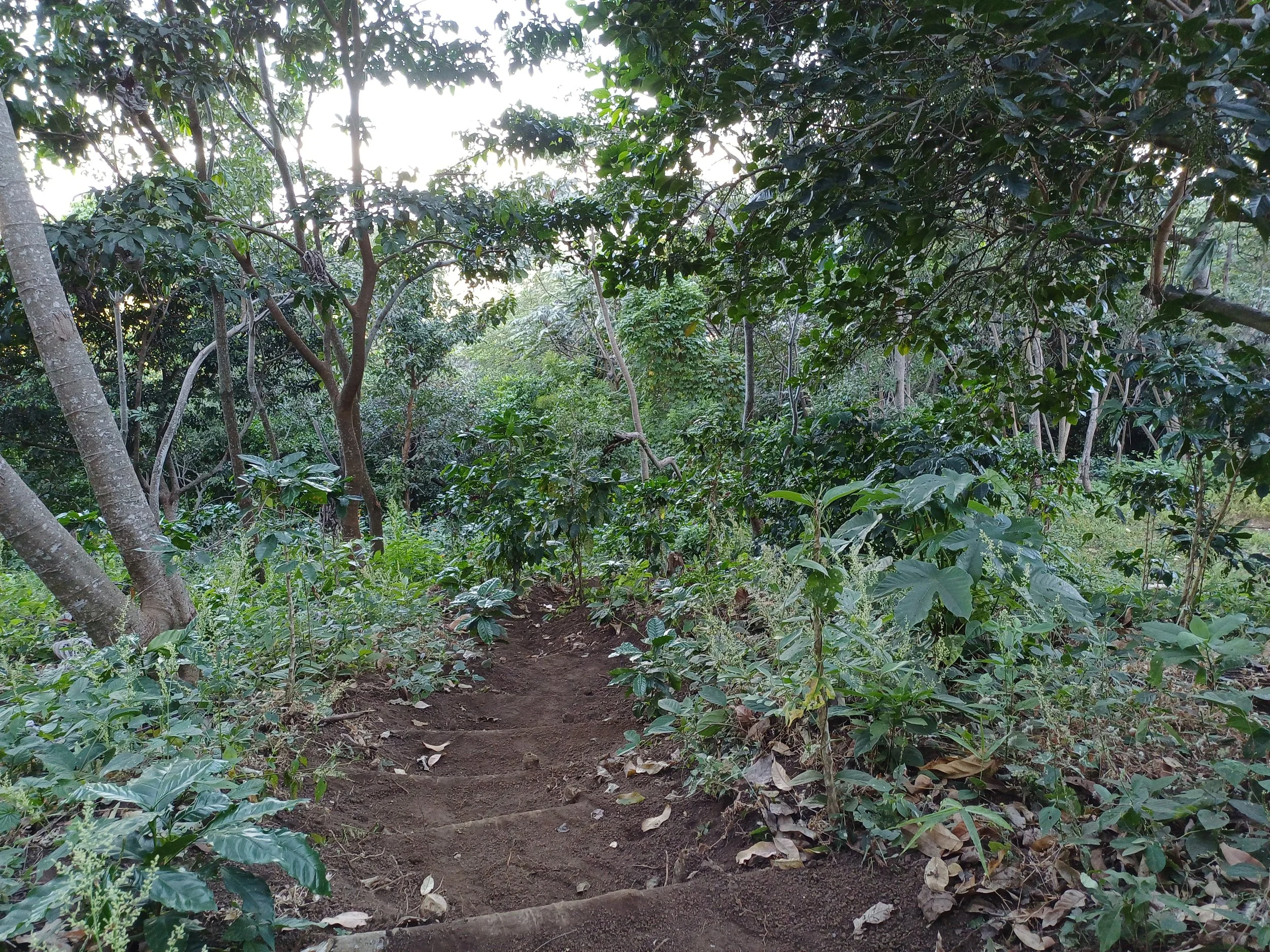 Sustainable coffee farming