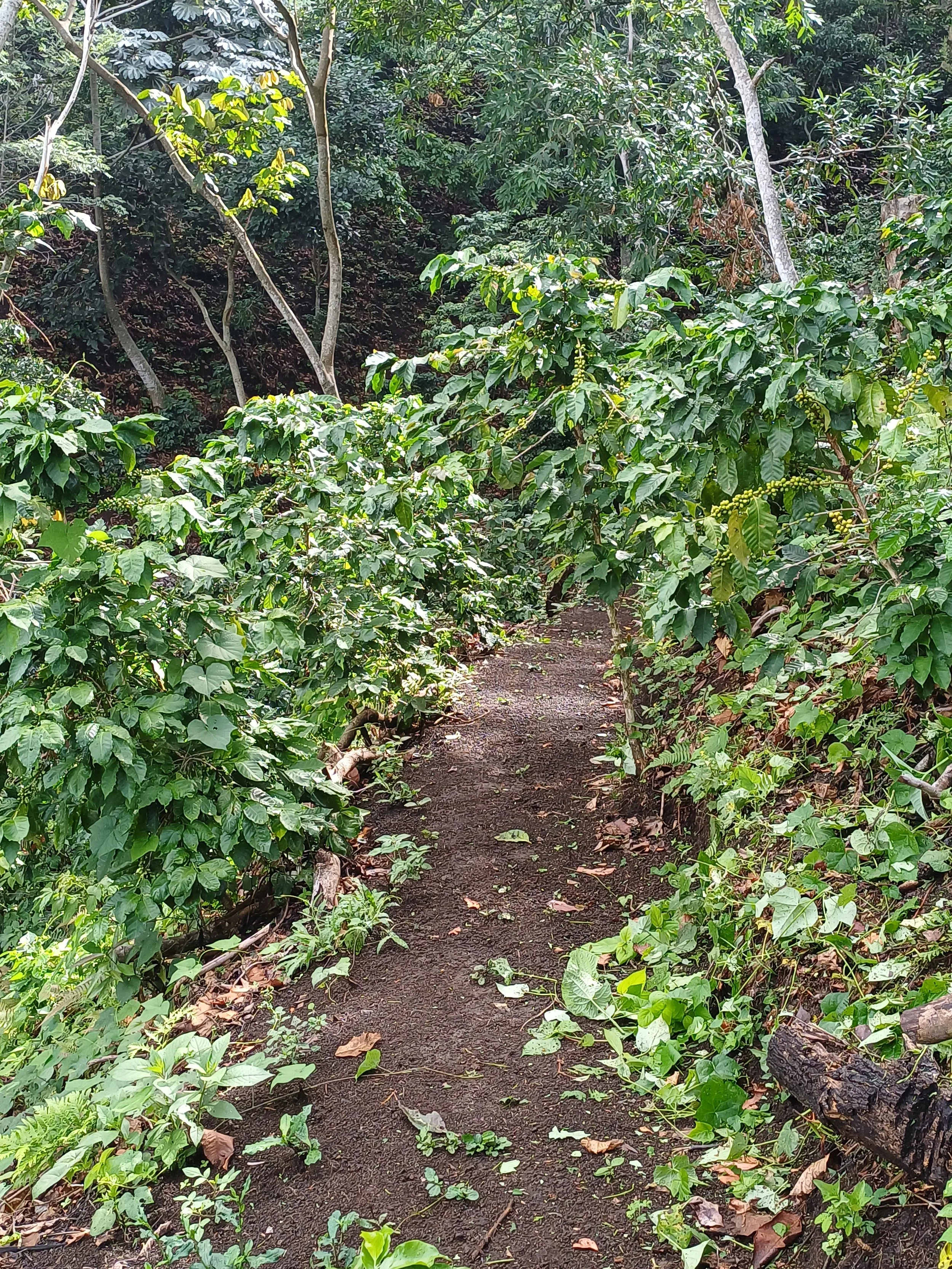 Coffee farm from El Salvador