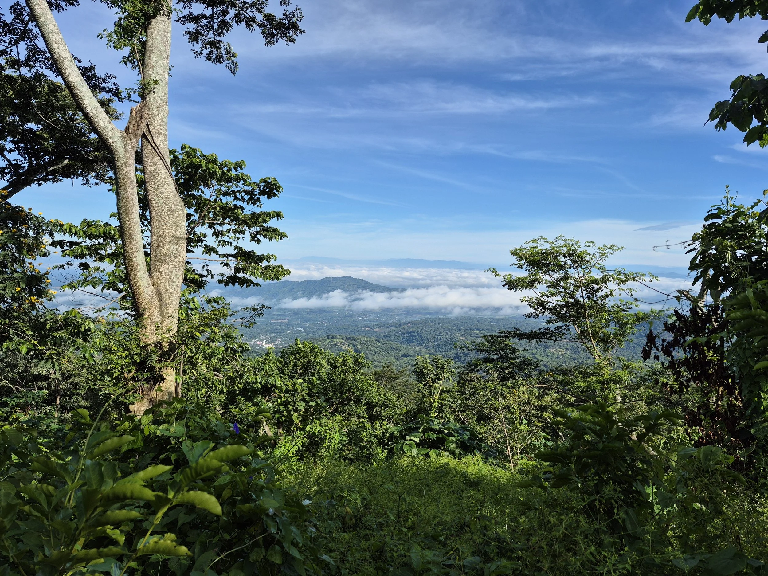 A scenic view of a lush green forest with trees in the foreground, a mountain range in the distance, and a blue sky with some clouds.