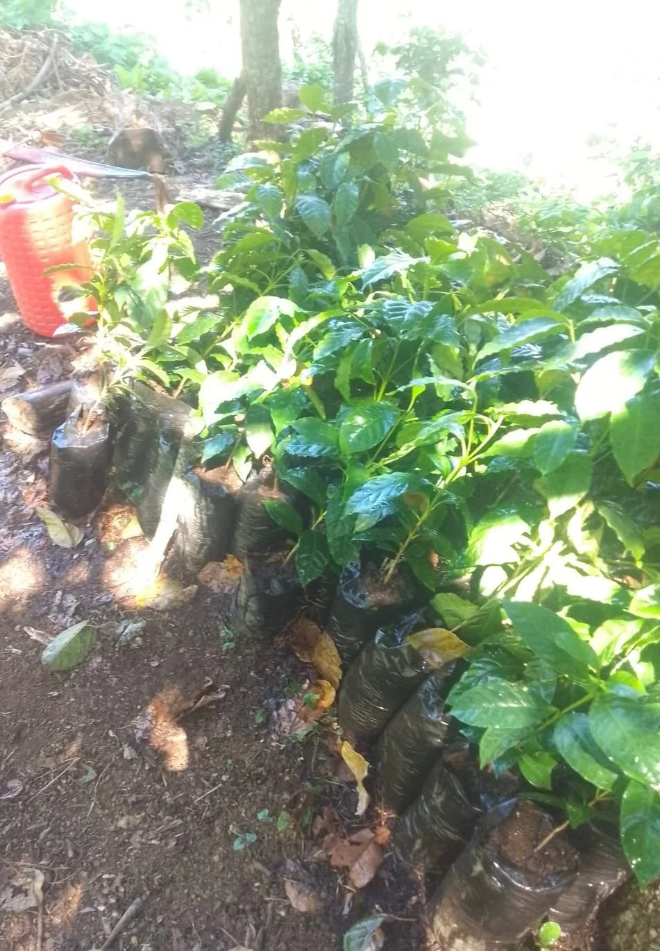 coffee plants watered