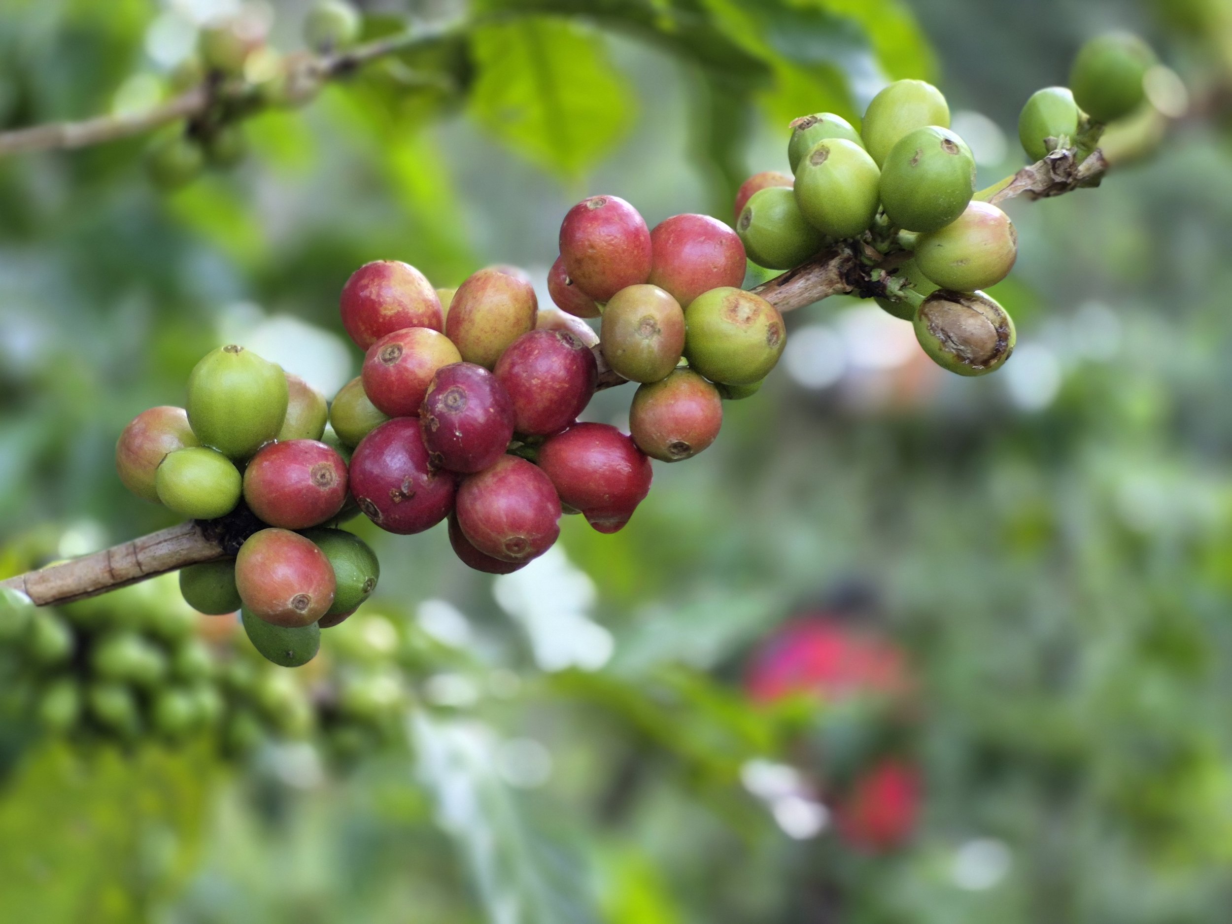 Close-up of coffee cherries growing on a branch, exhibiting a mix of green and red ripening berries.