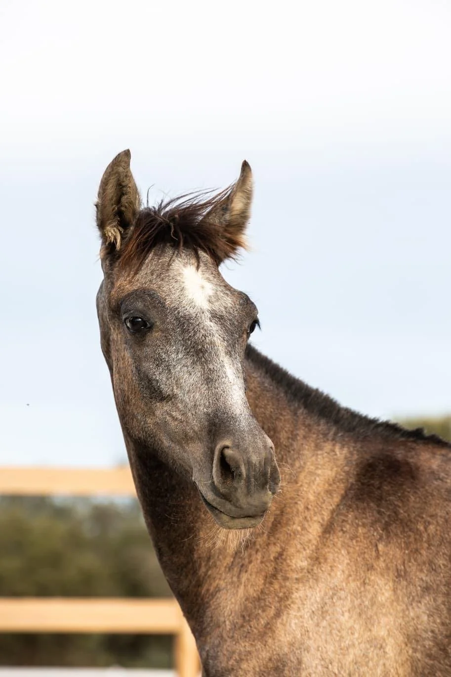 Close-up of a pony with a brown and gray coat, standing outdoors with a wooden fence and trees in the background.